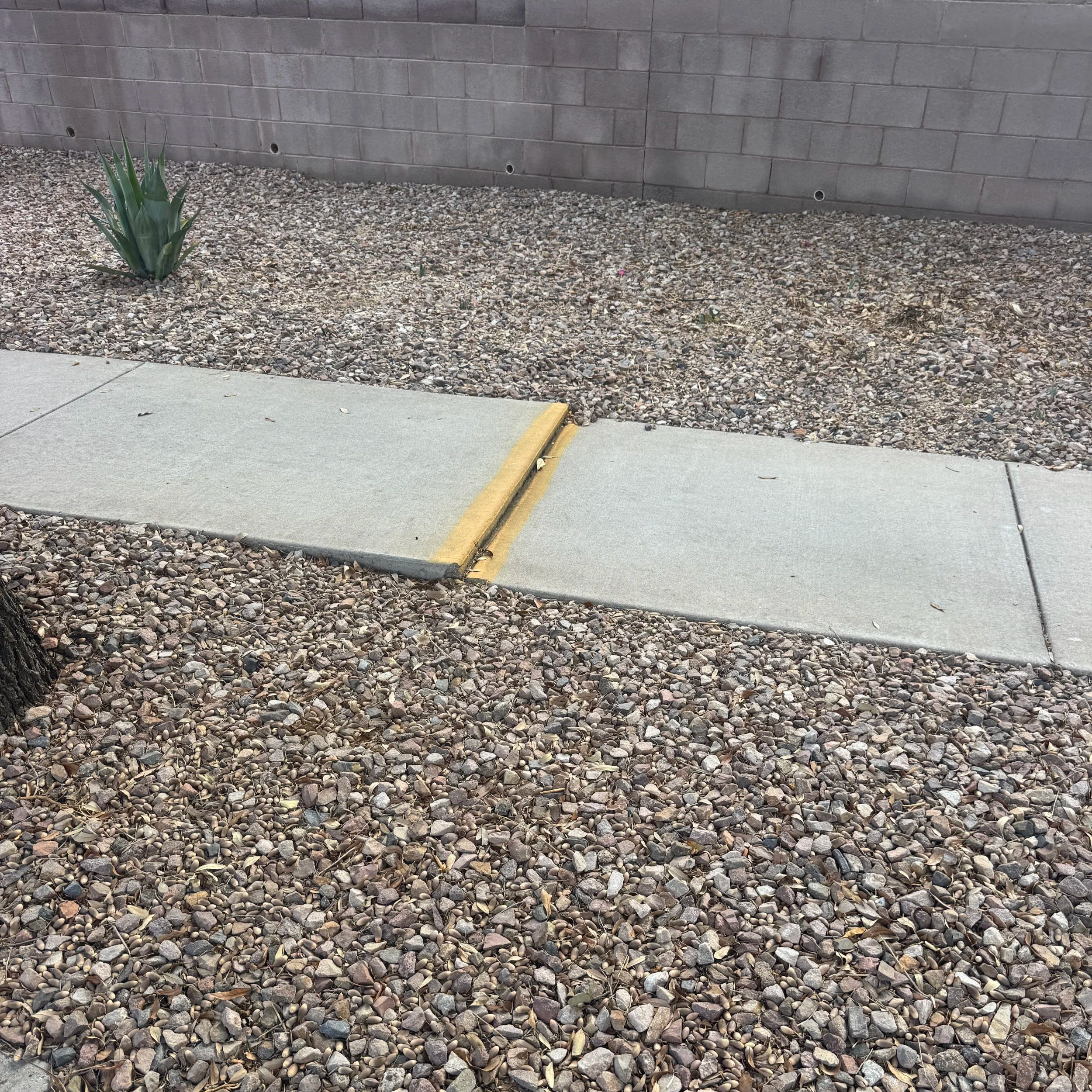 Concrete sidewalk with a yellow tactile paving strip, gravel surrounding the sidewalk, a green agave plant, and a brick wall in the background.