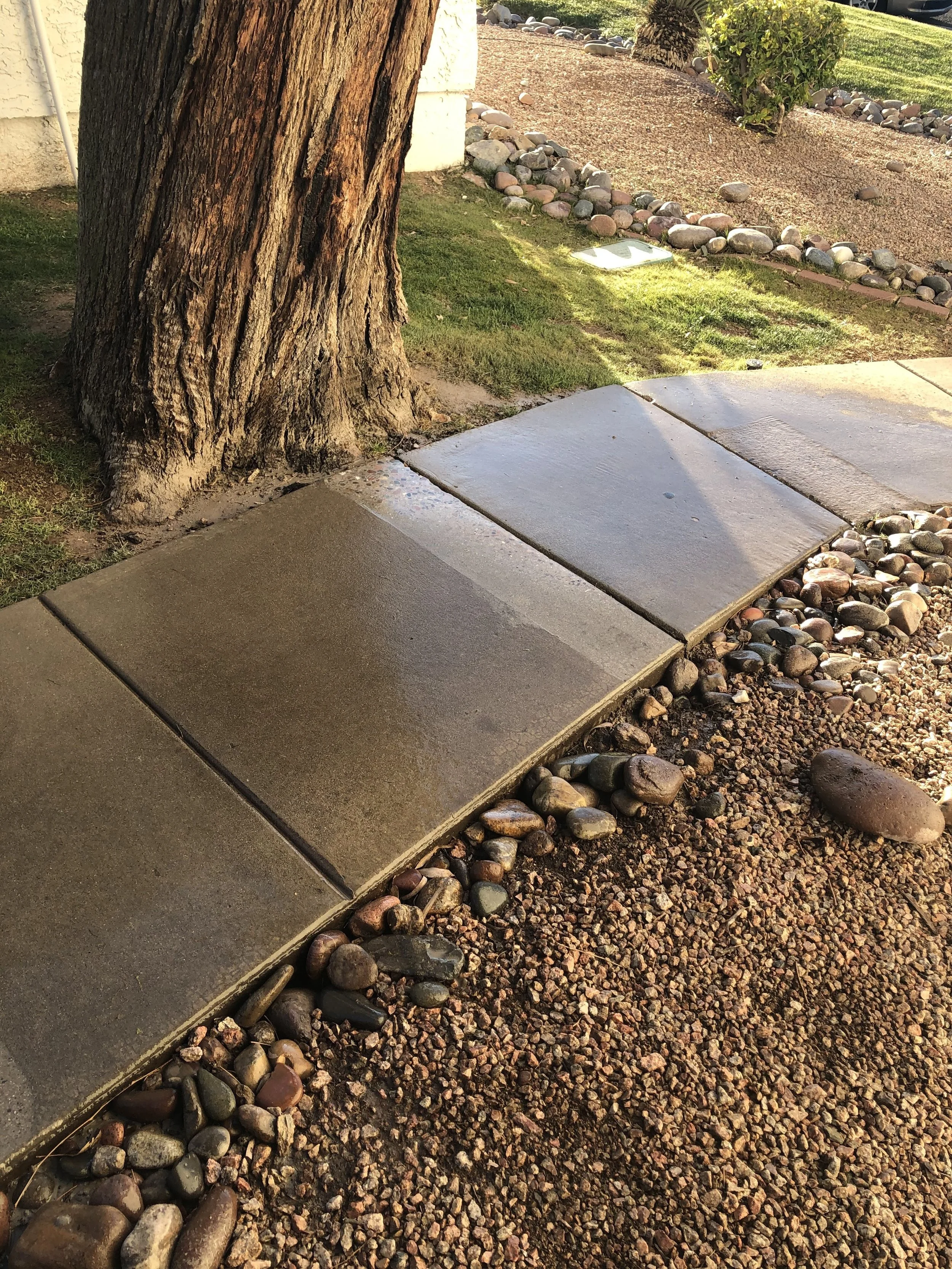 Close-up of wet concrete sidewalk slabs next to a tree, with small rocks and gravel lined along the edge.
