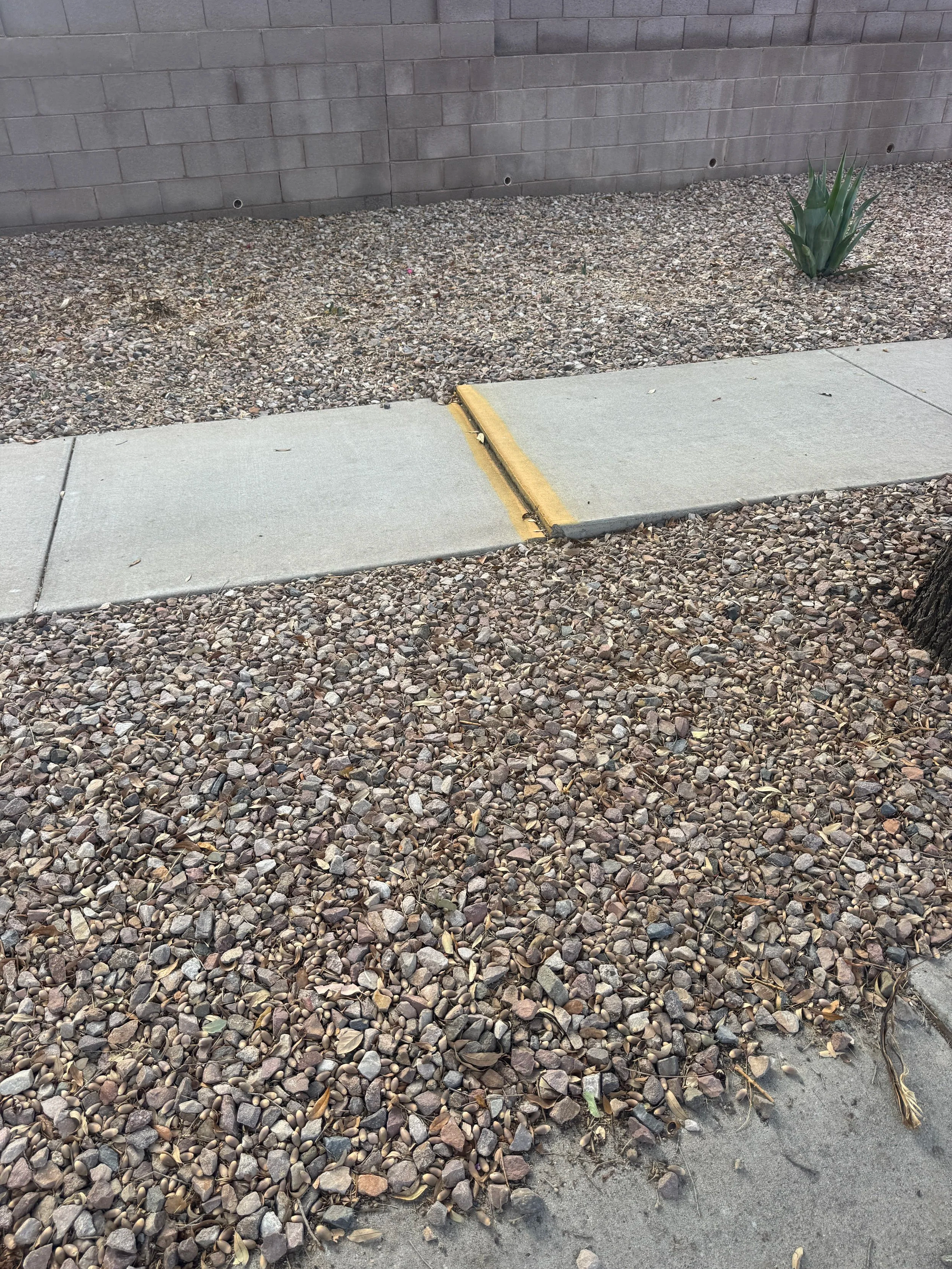 Sidewalk with a curb cut for wheelchair access, surrounded by gravel and a small plant near a brick wall.