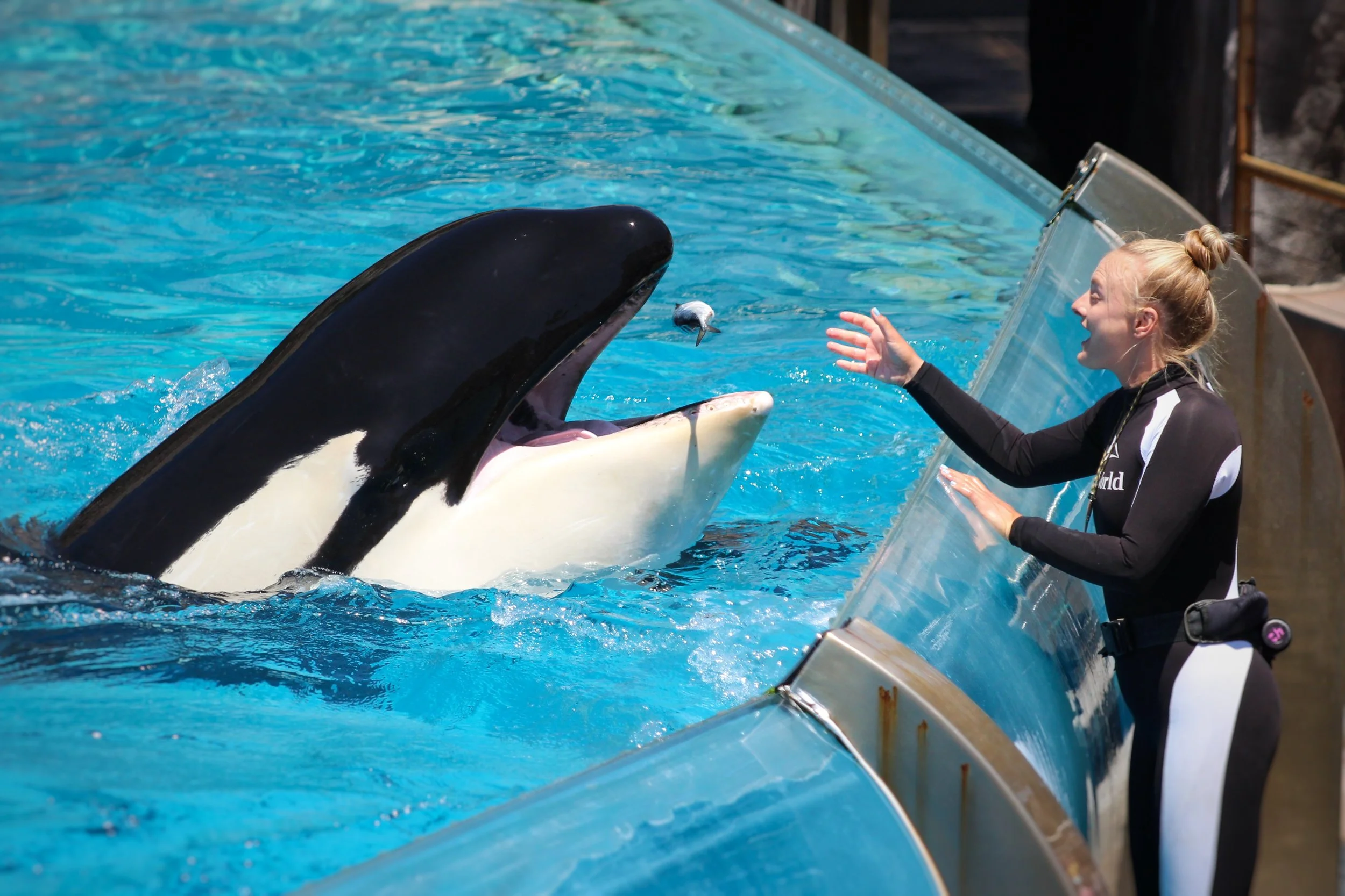 Beyond the Fish Bucket: Why Variable Reinforcement Wins in Animal Training and Business