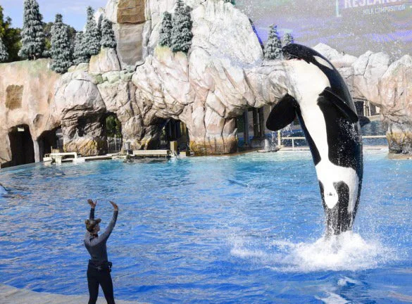 Why I Became a Coach for Aspiring Marine Mammal Trainers