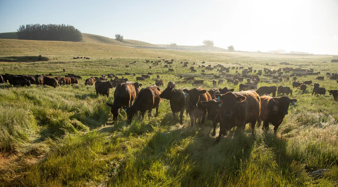 A herd of cattle grazing on green pastures with rolling hills in the background, under a bright sky.