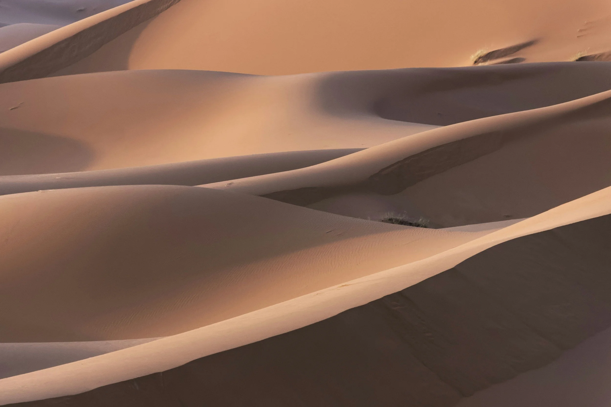 Sand dunes in a desert with smooth, curving ridges and soft shadows.