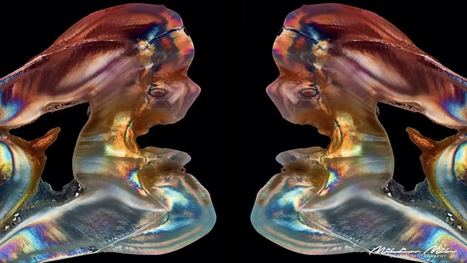 Symmetrical, iridescent, abstract shapes resembling a fantastical creature or sculpture against a black background.