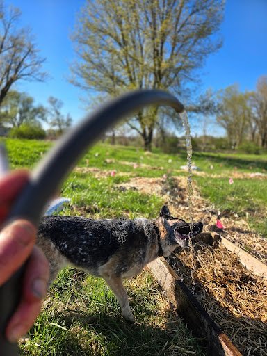 hazel the blue heeler chomping on a stream of water from the garden hose