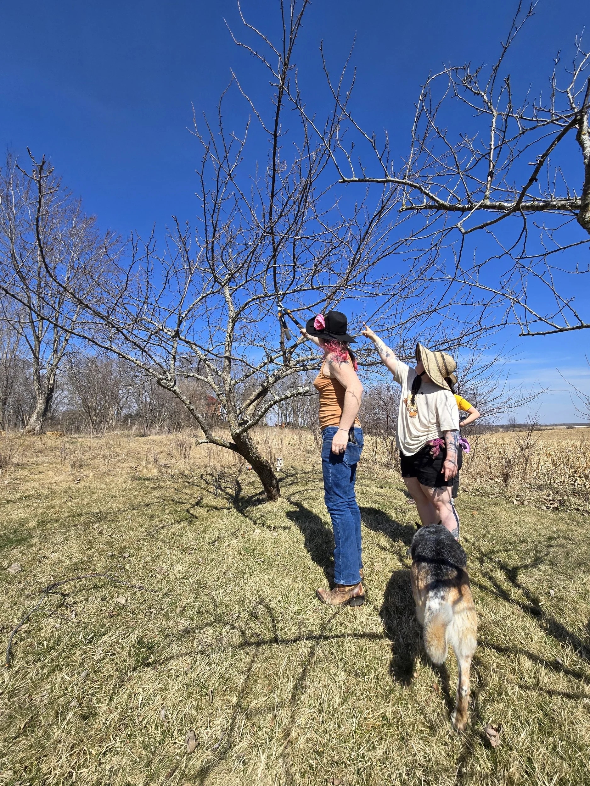 Hawthorn and our friend Luica prune the apple tree in the Pansy Garden