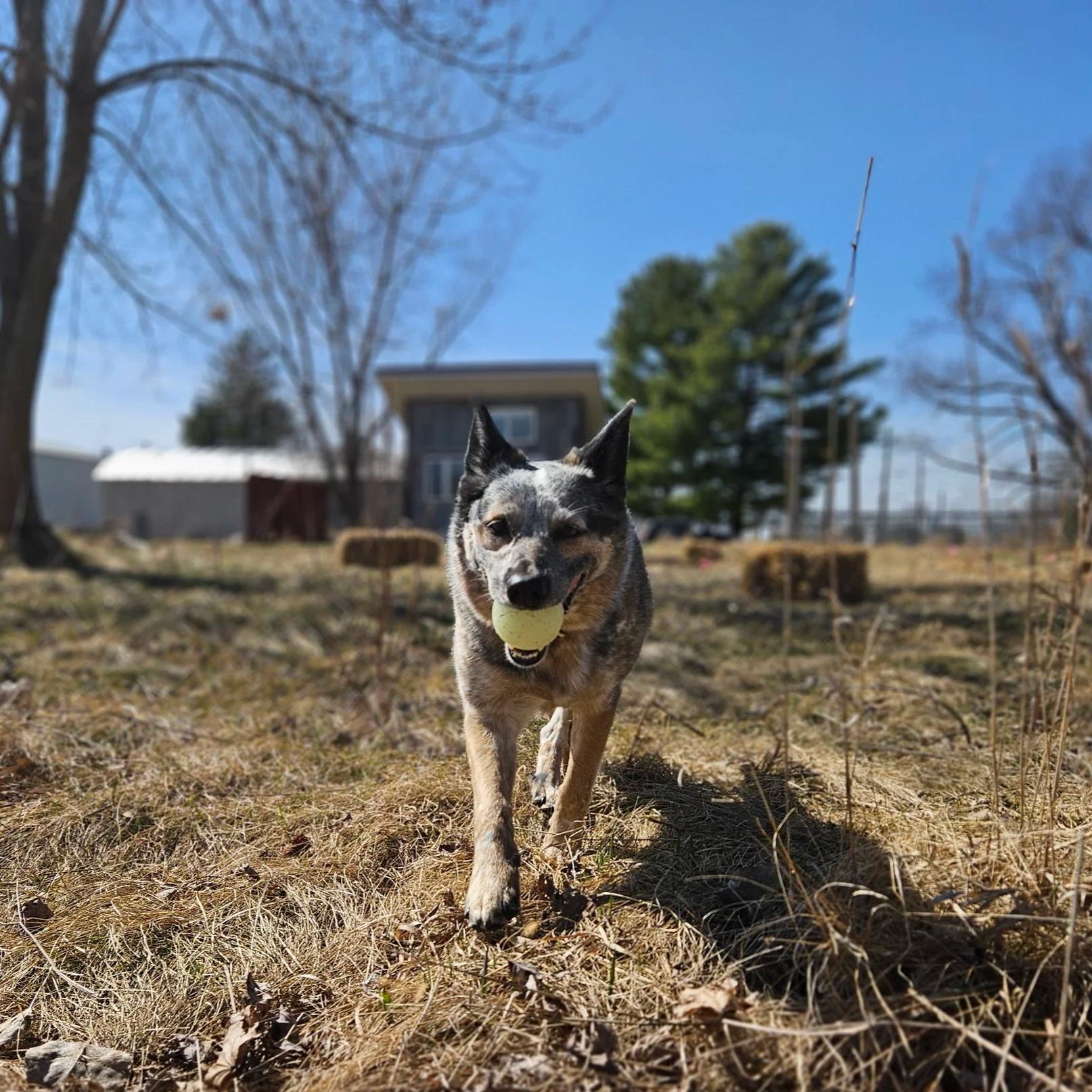 Dog running outdoors with a tennis ball in its mouth in a grassy, yard with trees and houses in the background.