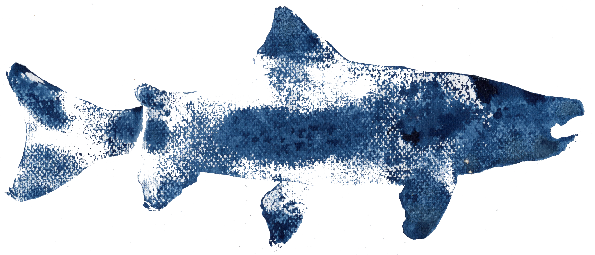 Bull Trout0002 - png.png