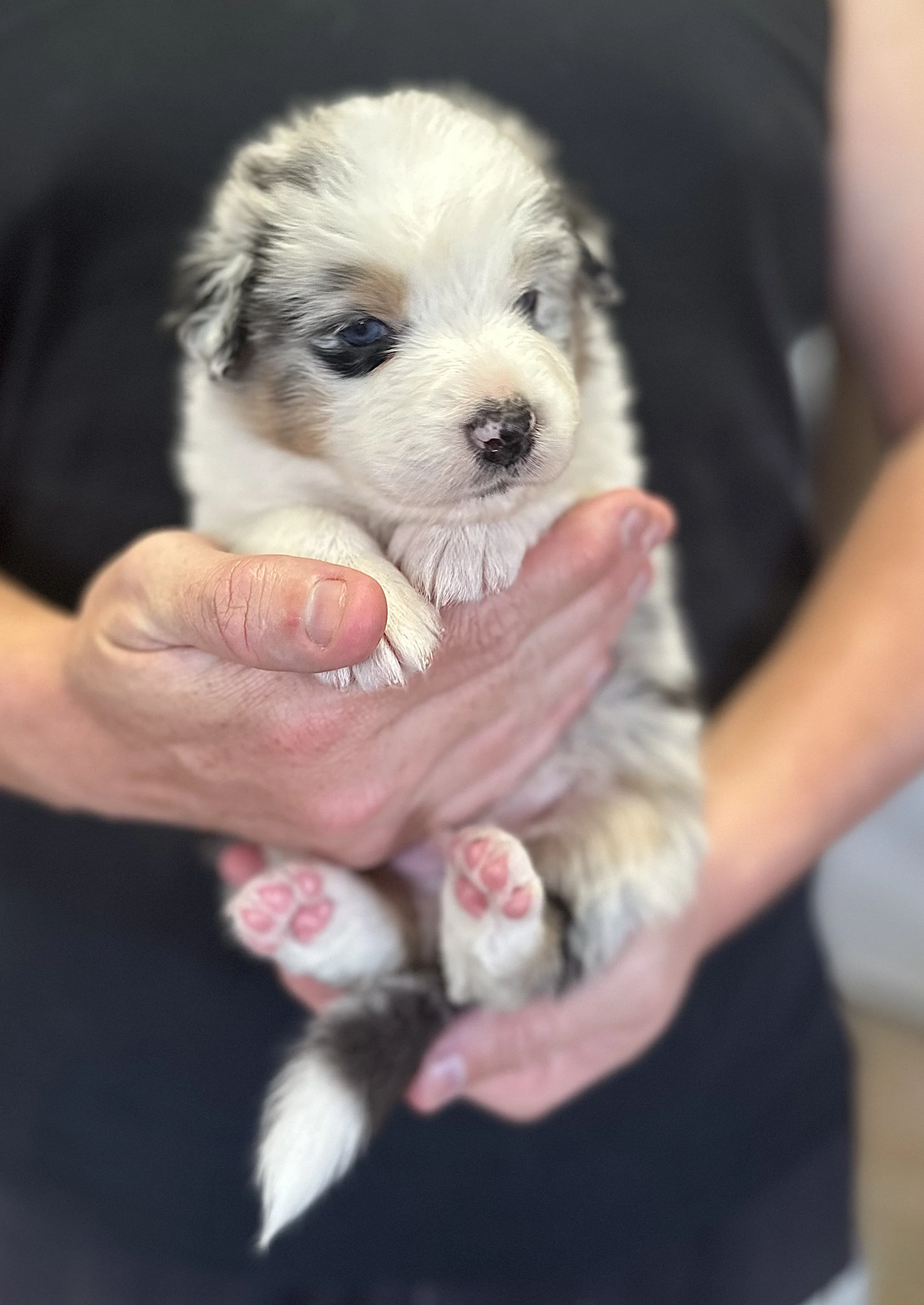 "CHESTER"     Blue Merle Boy - Available