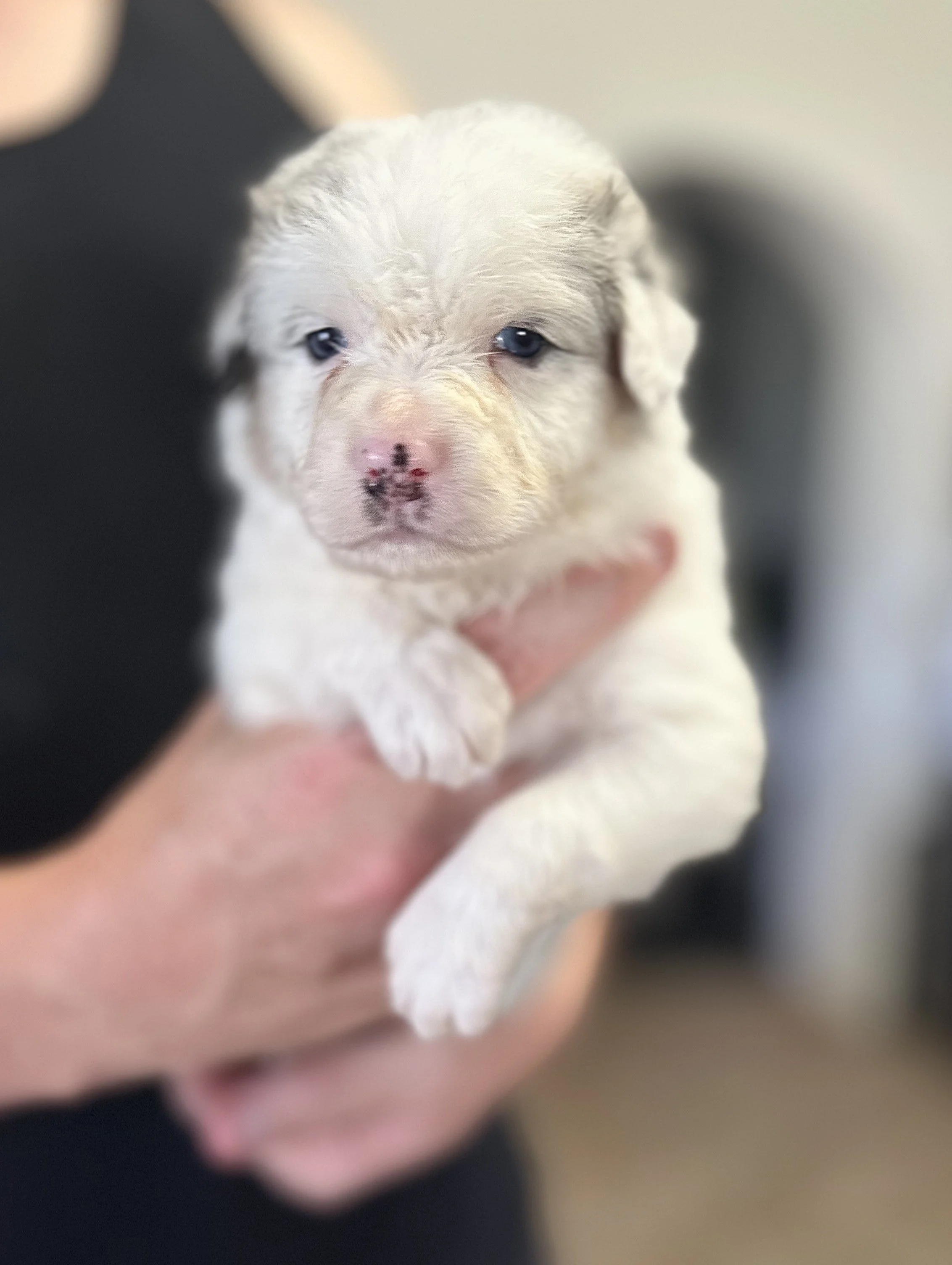 "FROSTY"     Blue Merle Boy - Available