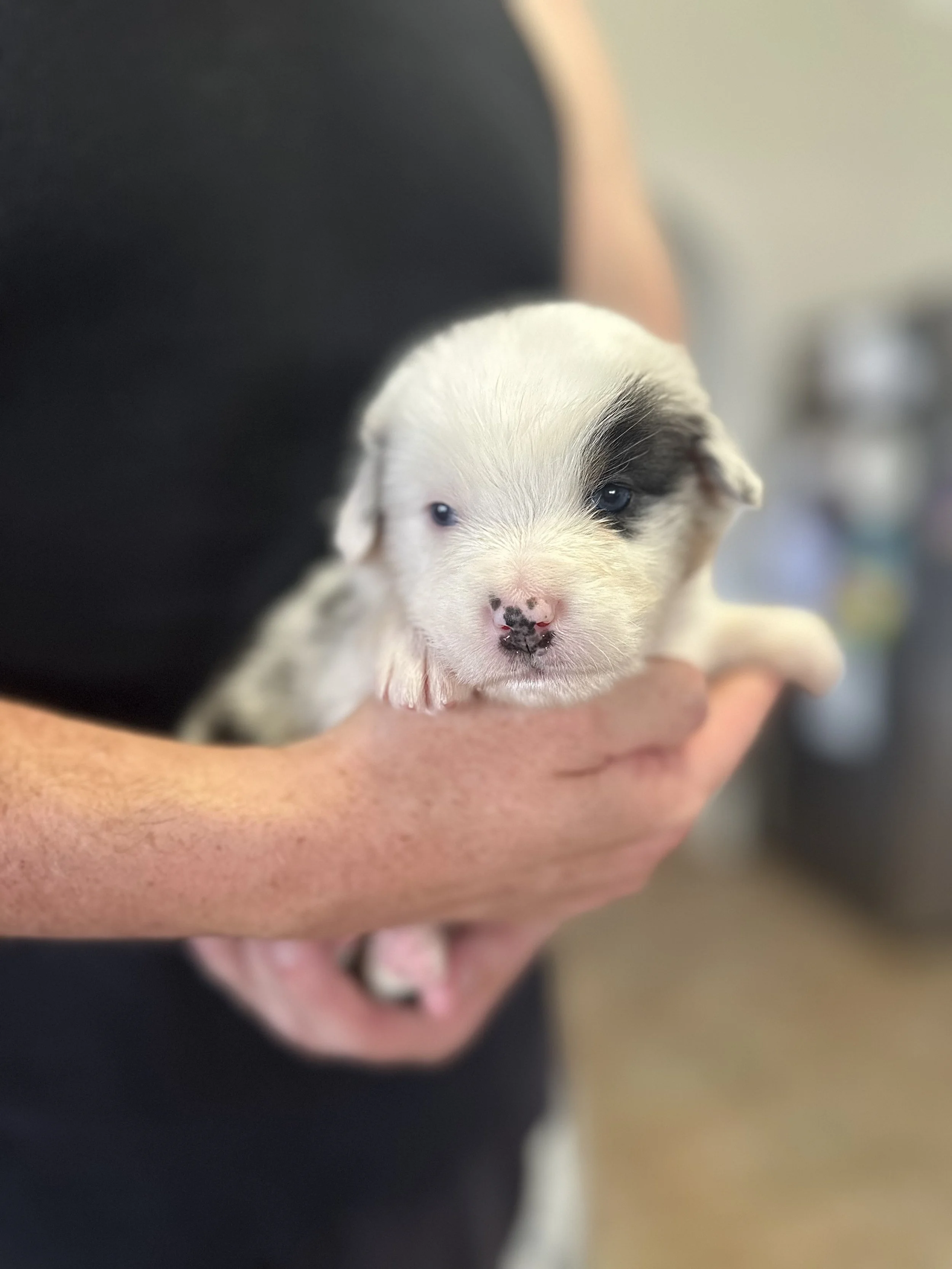 "PUDDING"     Blue Merle Boy - Available
