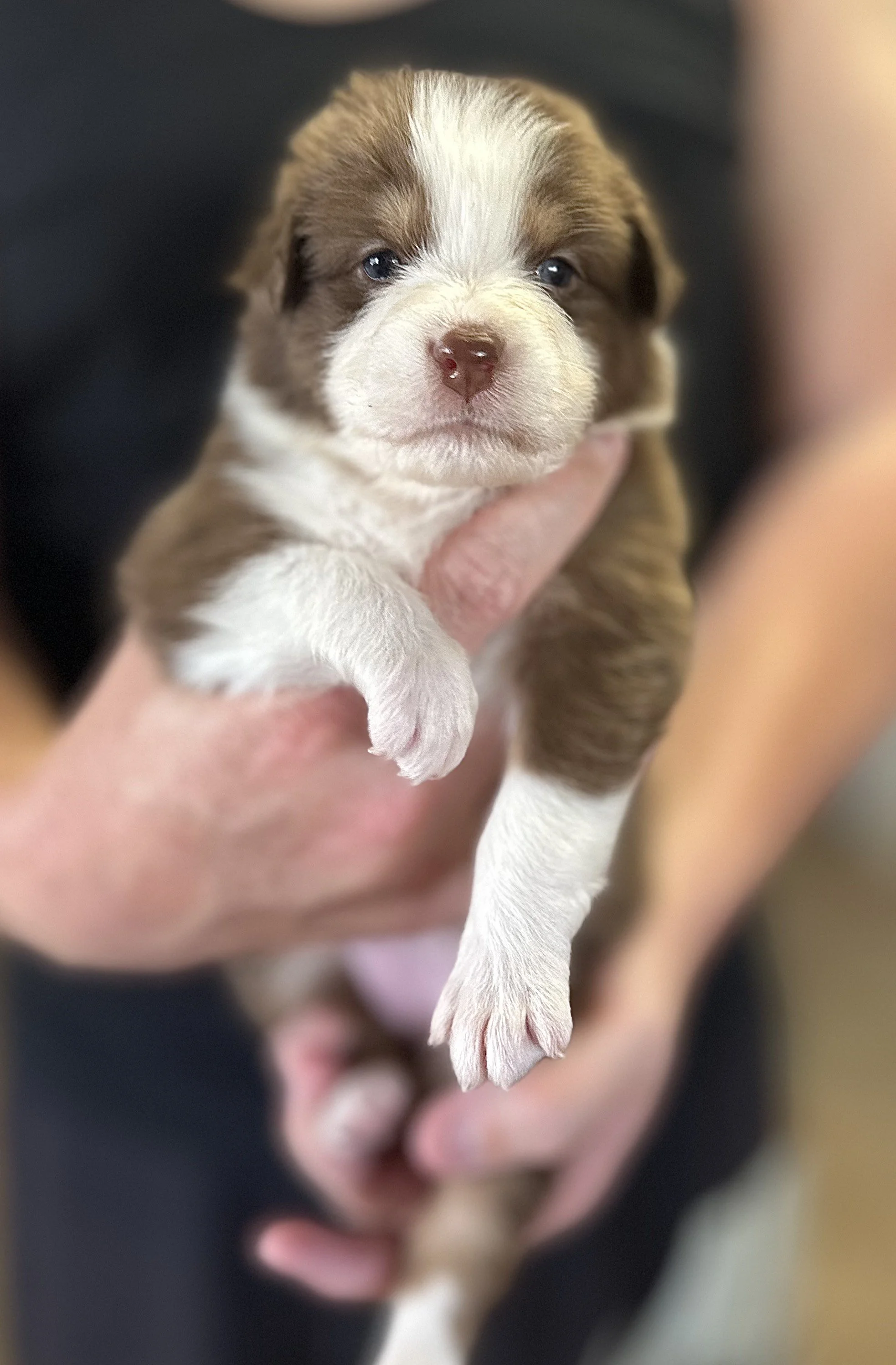 "ROSIE" Red Tri Girl - Not Available