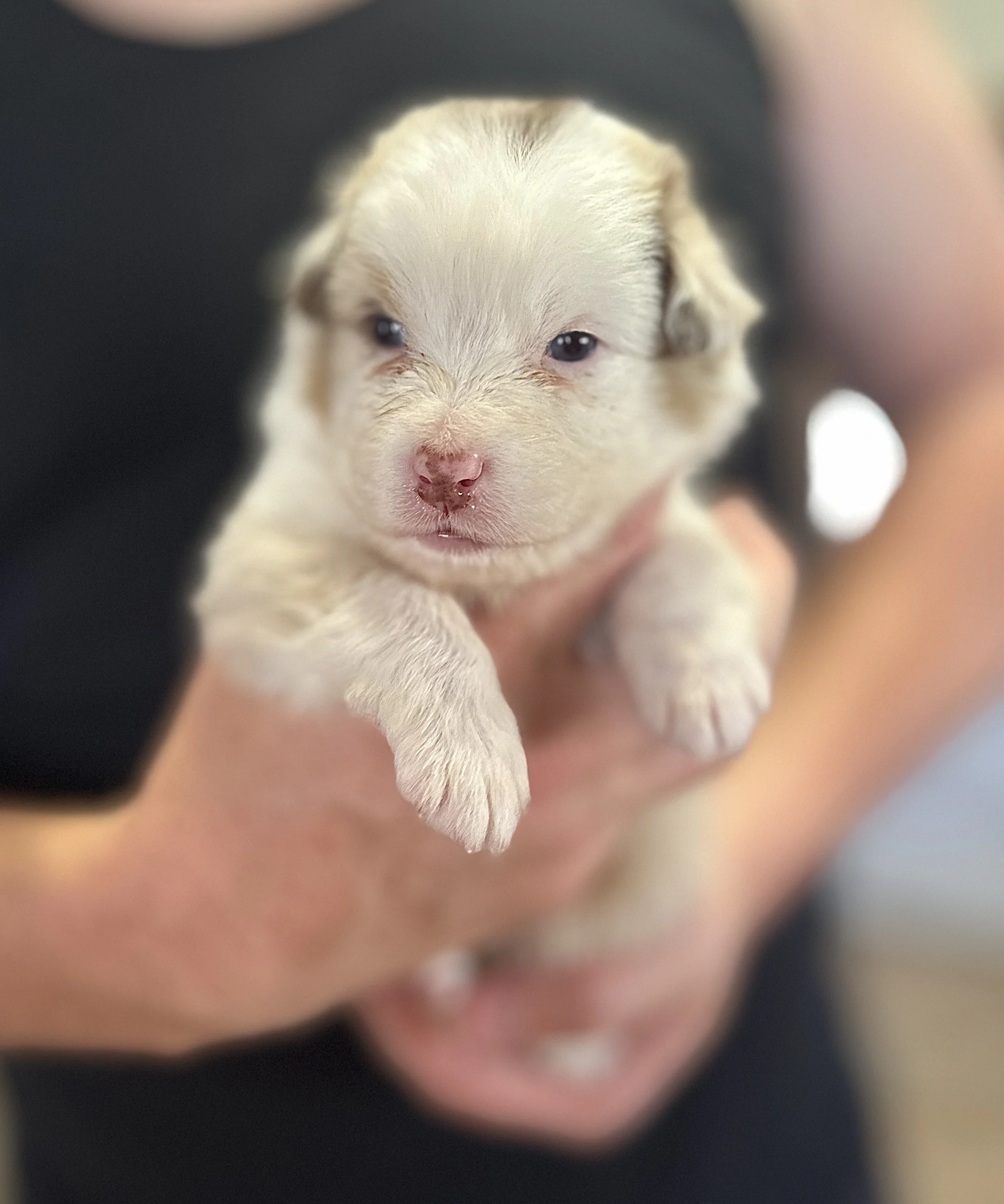 "TOBY" Red Merle Boy - Available