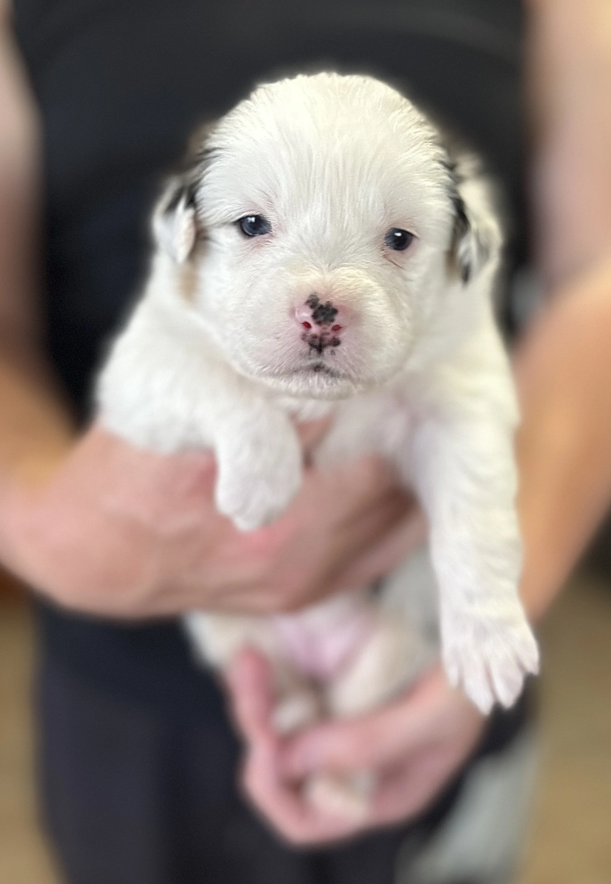 "MOCHI" Blue Merle Girl - Available