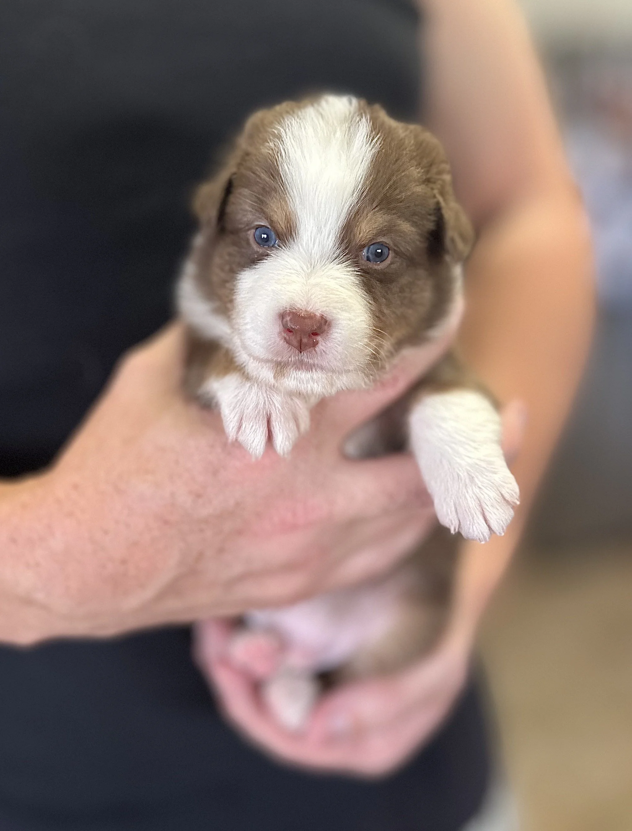 "FINN" Red Tri Male - Available