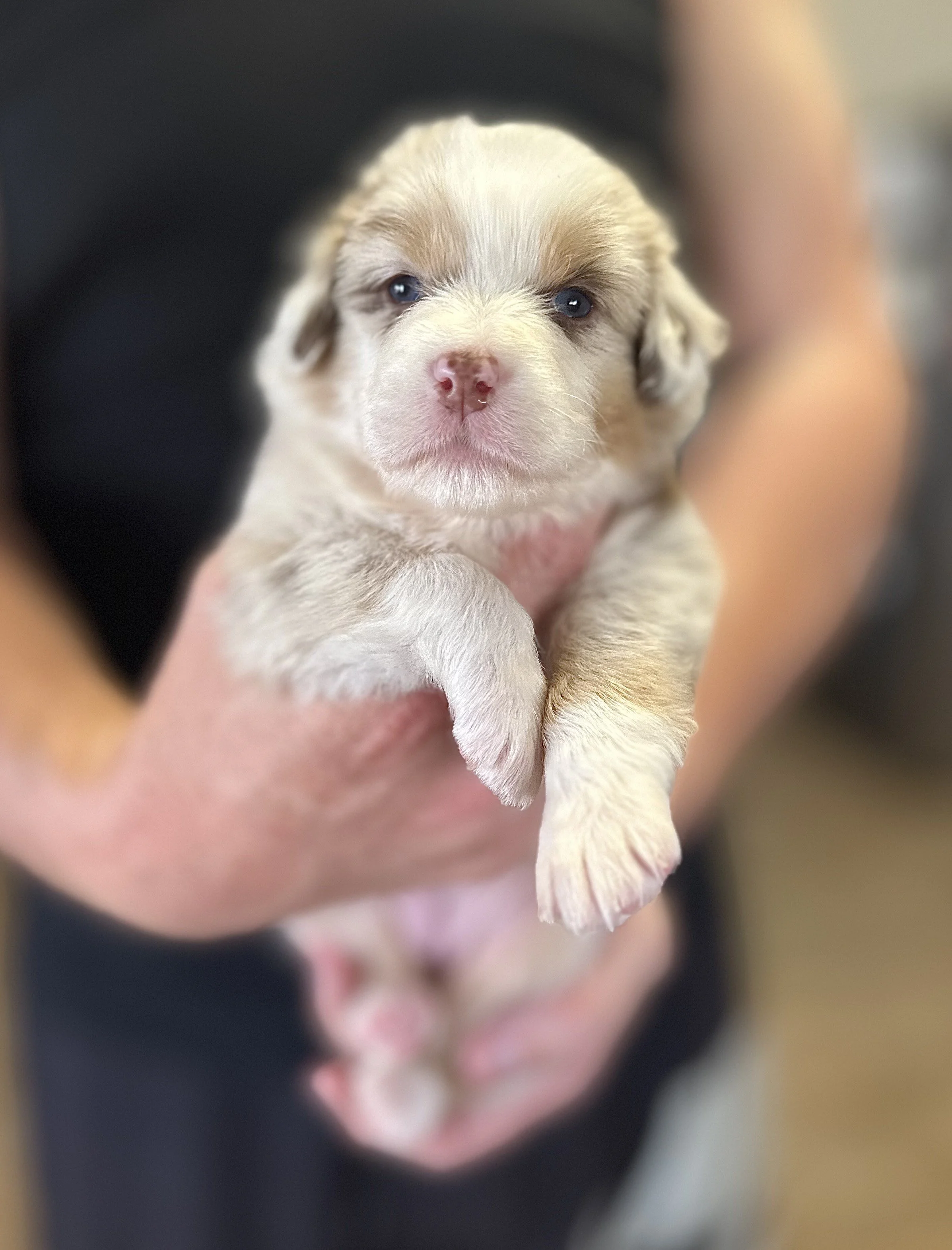 "GIA" Red Merle Girl - Not Available