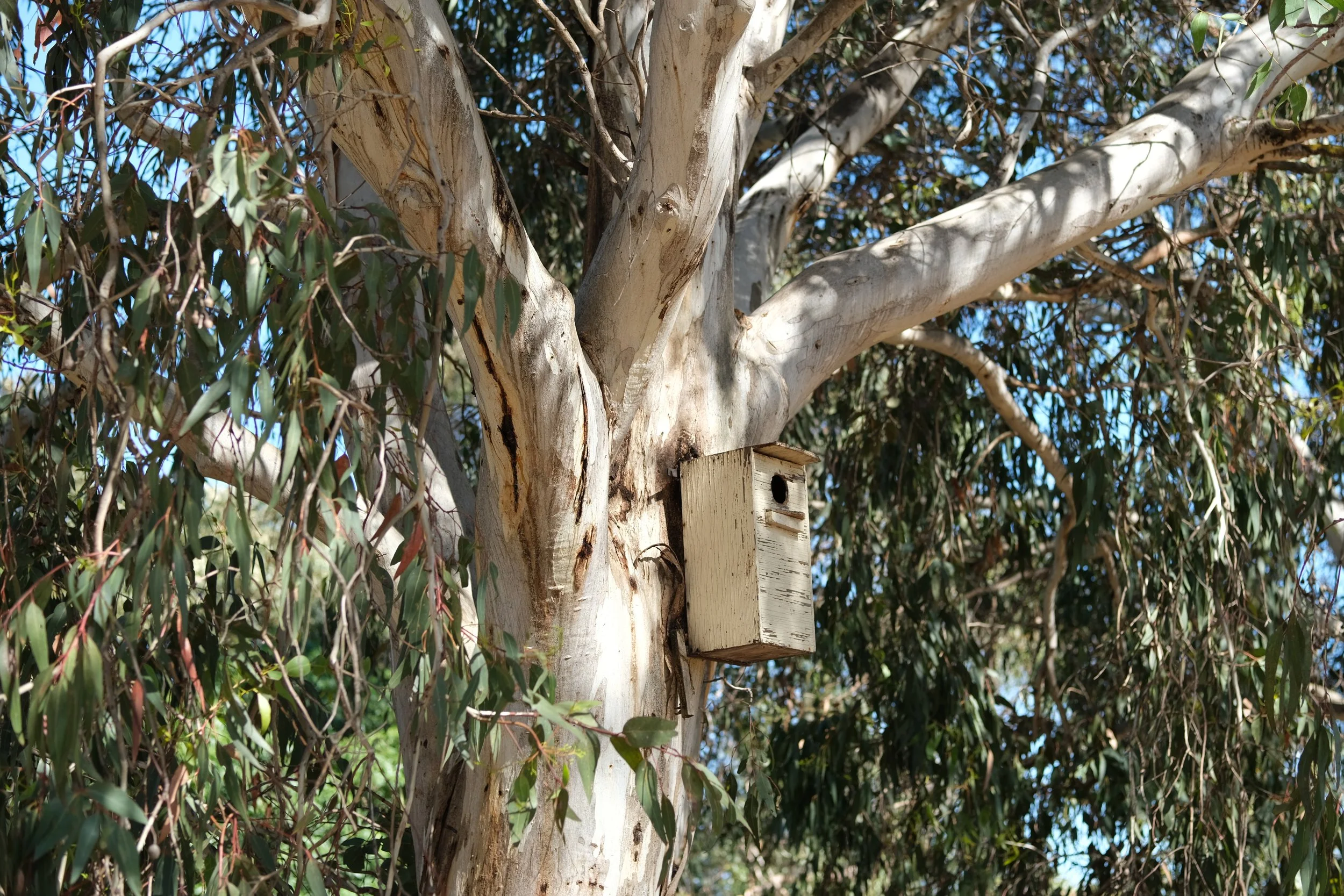 Webinar: A Home Amongst the Gum Trees