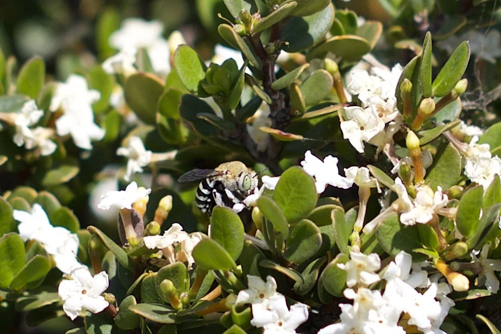 Webinar: Native Pollinators in Your Backyard