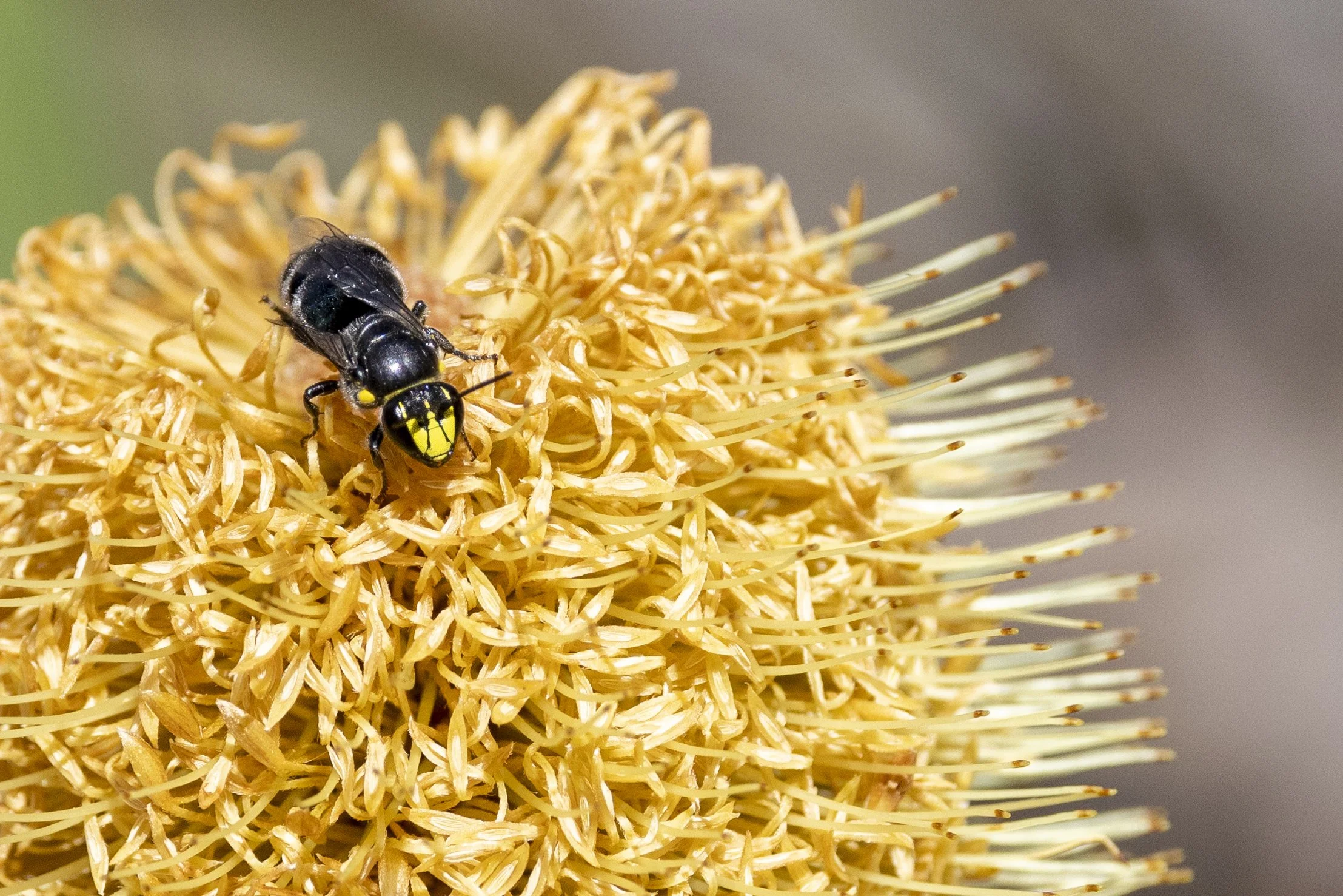Webinar: Native Bees in Your Backyard