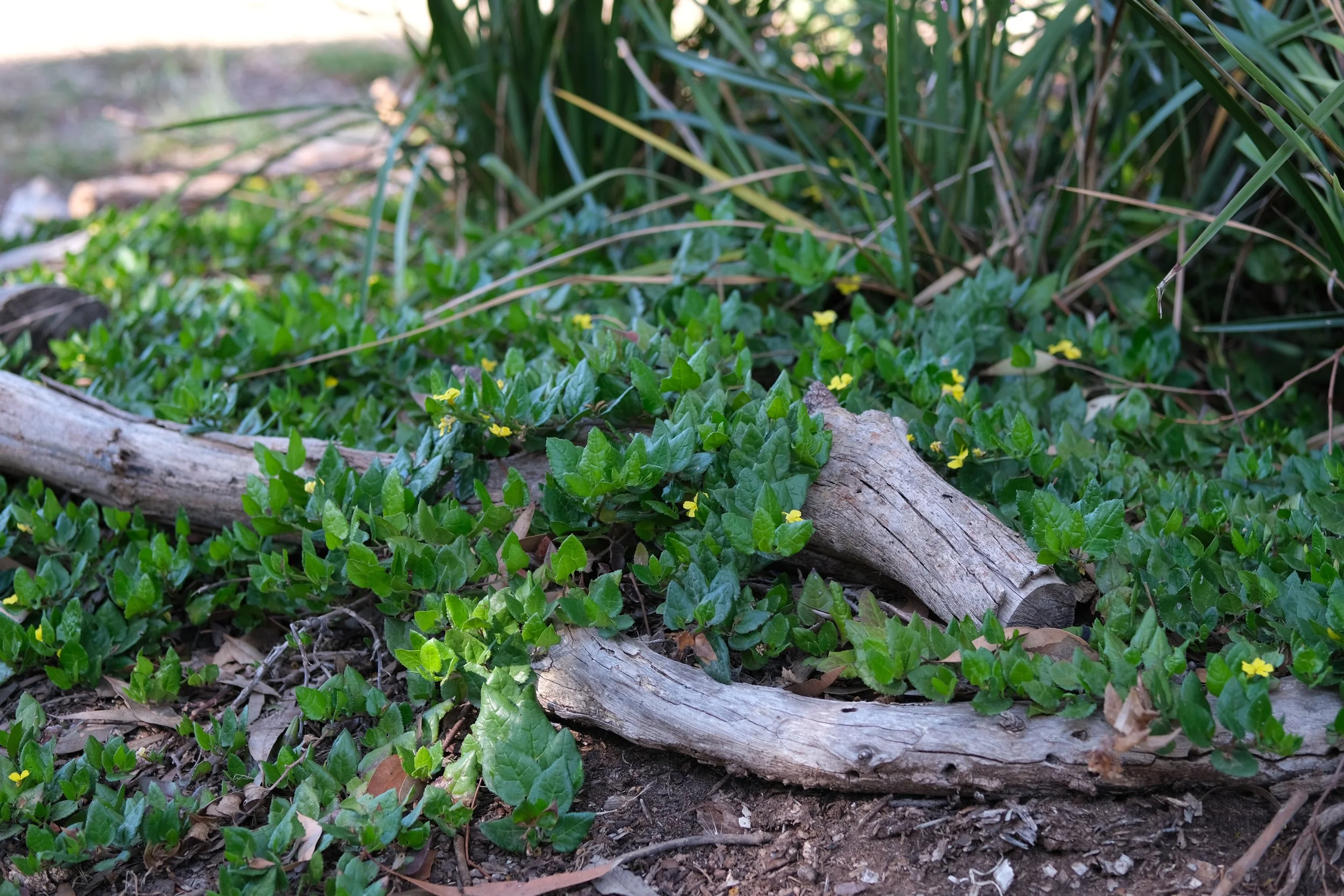Native Gardens for Small Spaces
