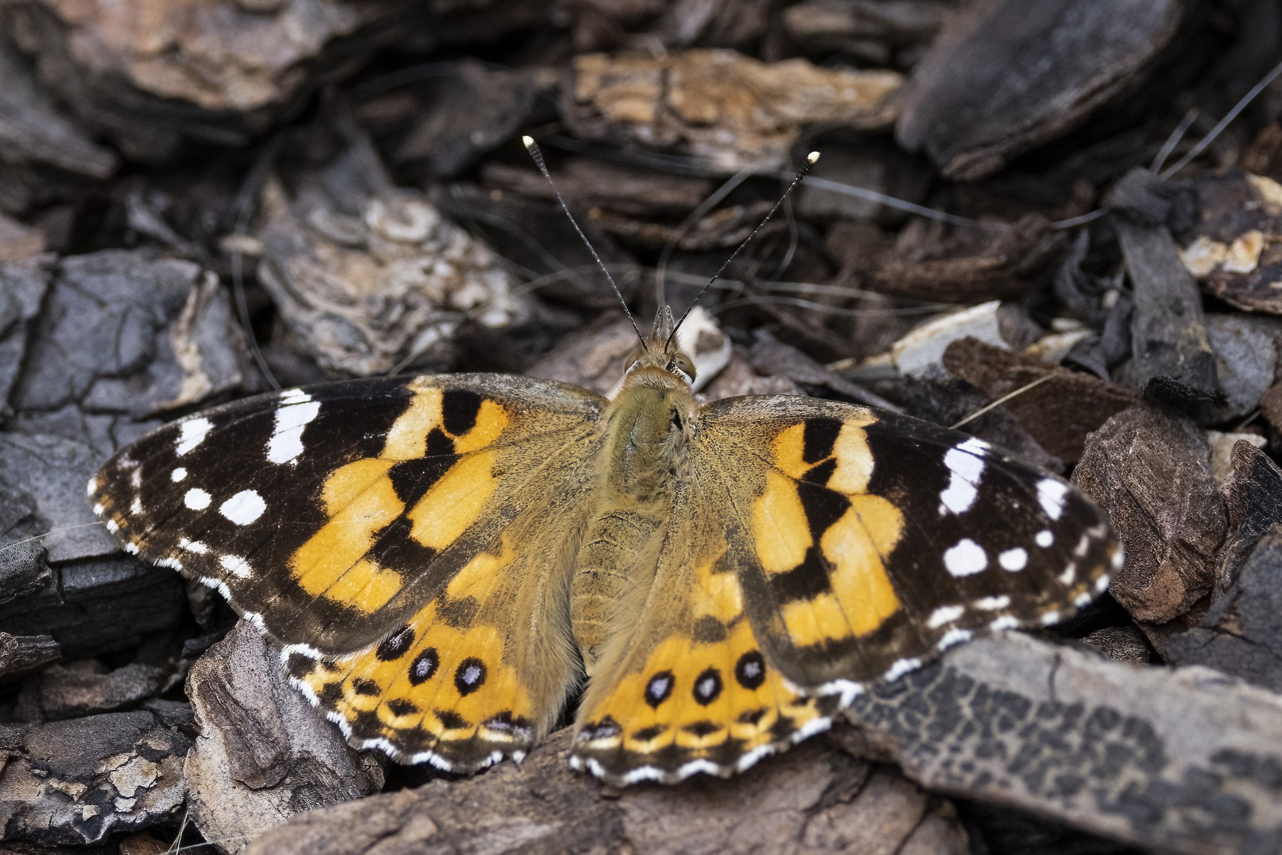 Native Butterflies in Your Backyard