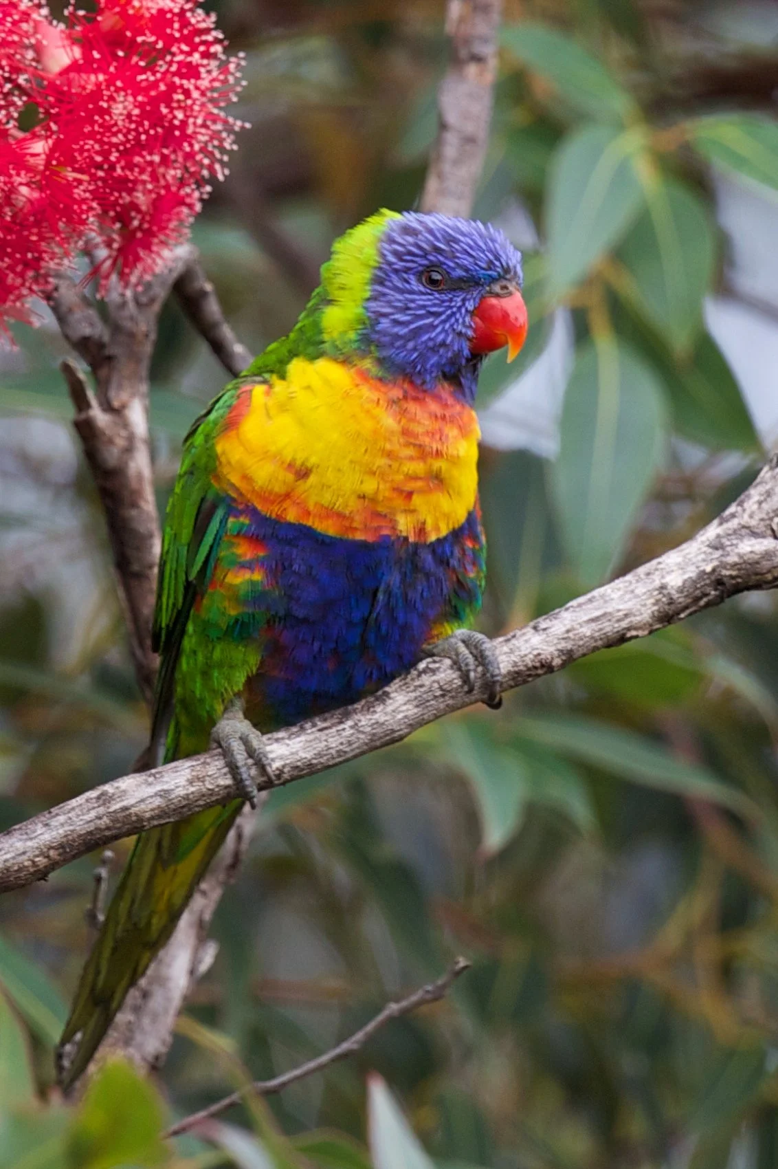 Webinar: Native Birds in Your Backyard