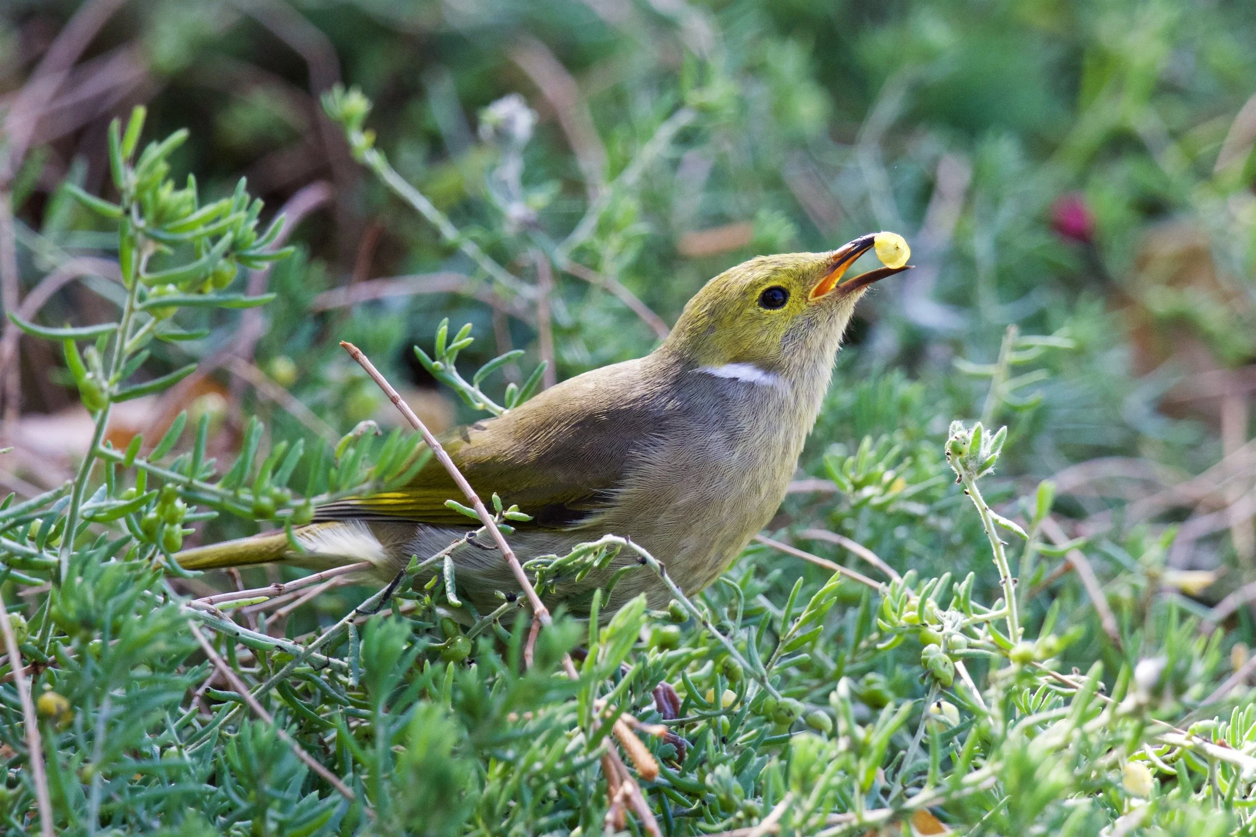 White-plumed Honeyeater.jpg