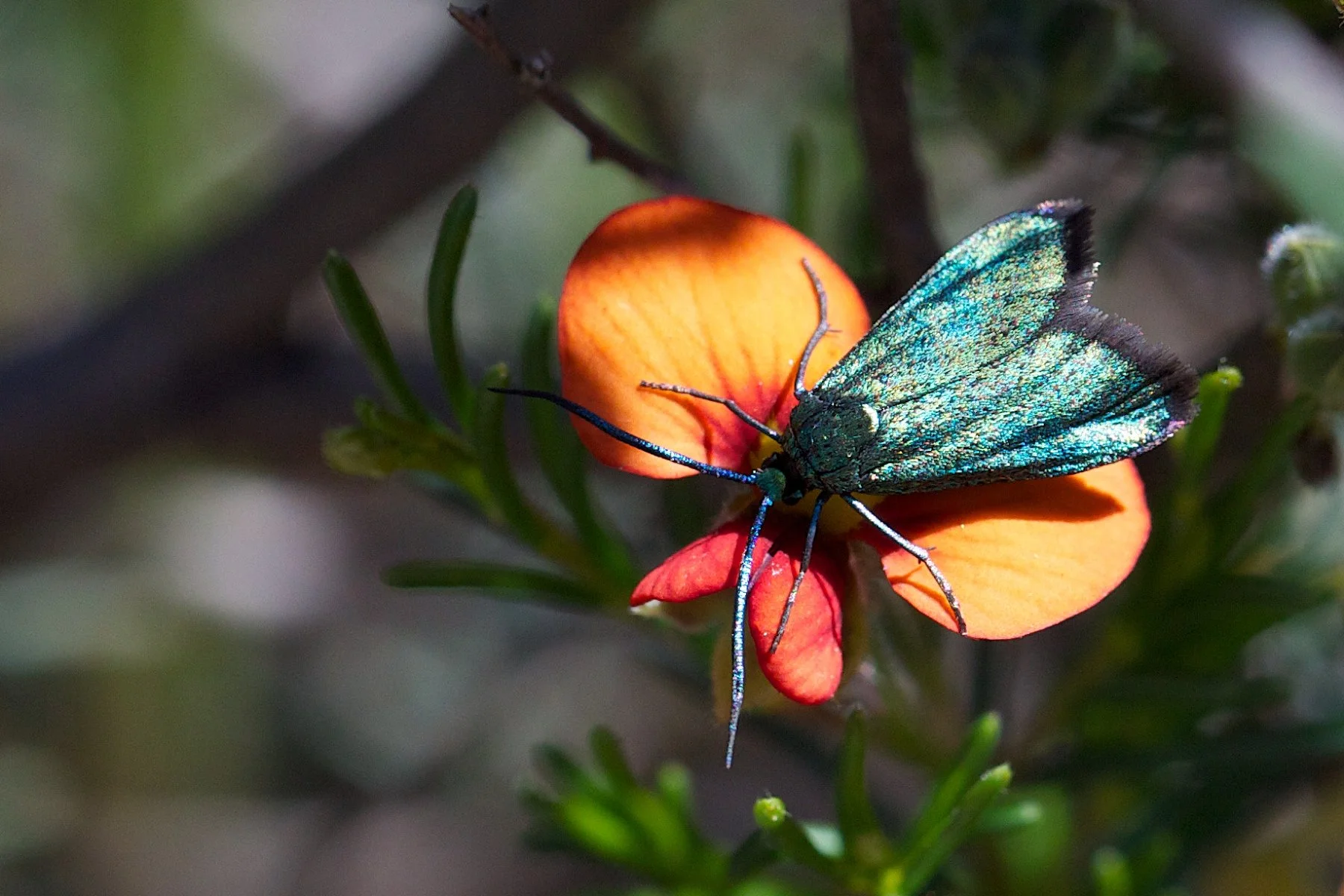 Satin-green Forester Moth on Dillwynia.jpg