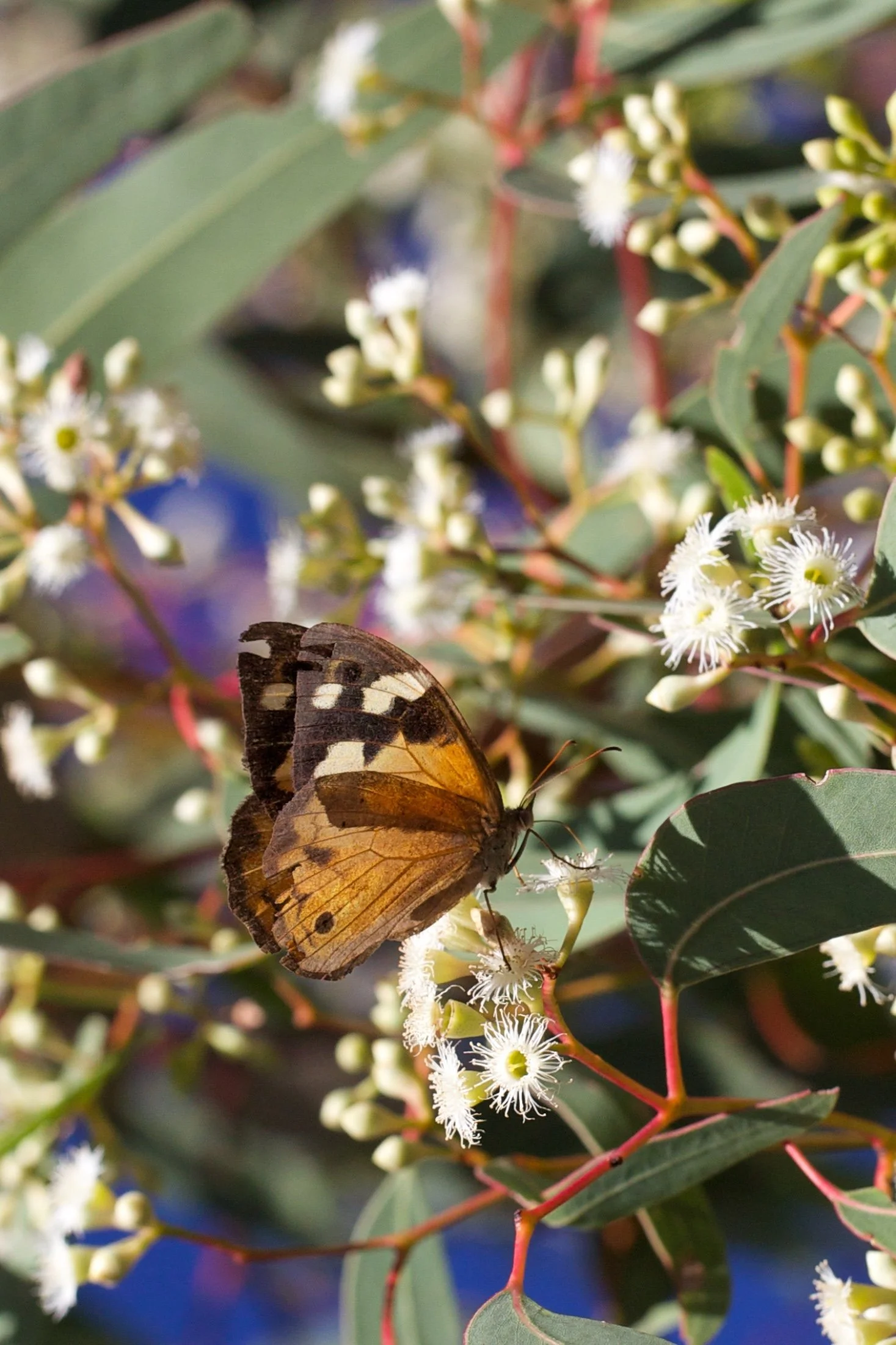 Common Brown on Pink Gum.jpg