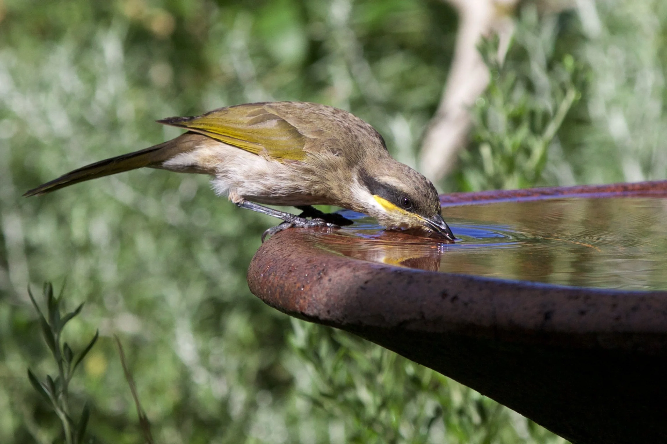 South-eastern Singing Honeyeater.jpg