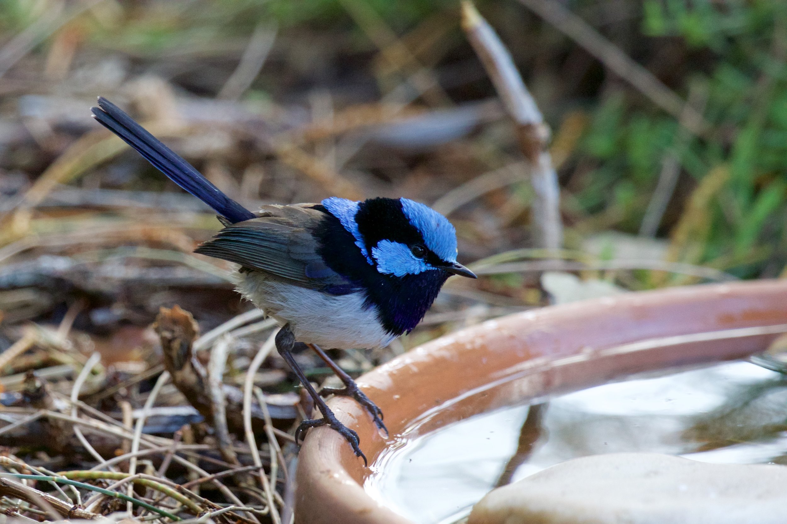 Superb Fairy-wren.jpg