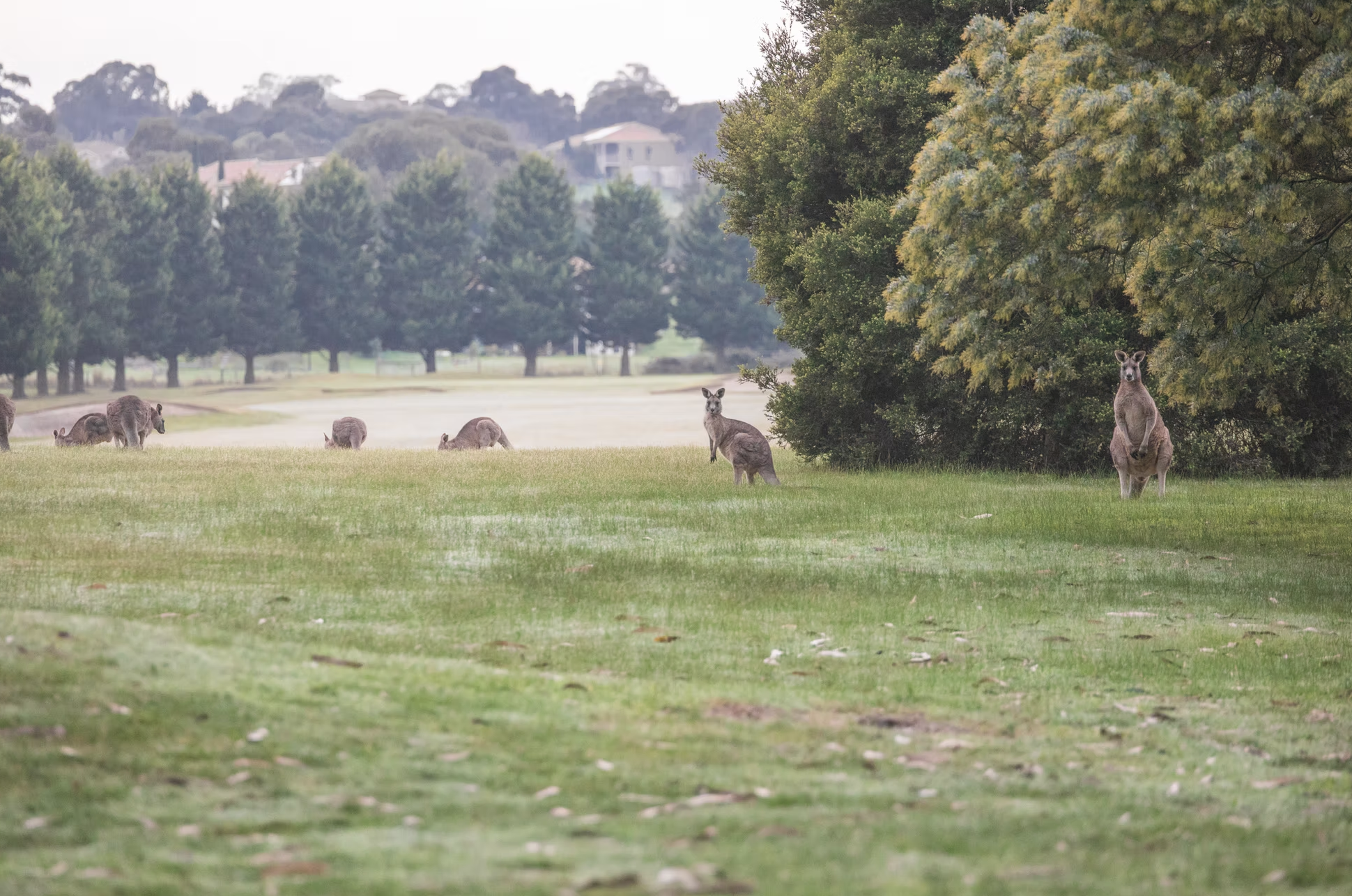 Screenshot 2026-02-04 at 5.35.52 pm.png