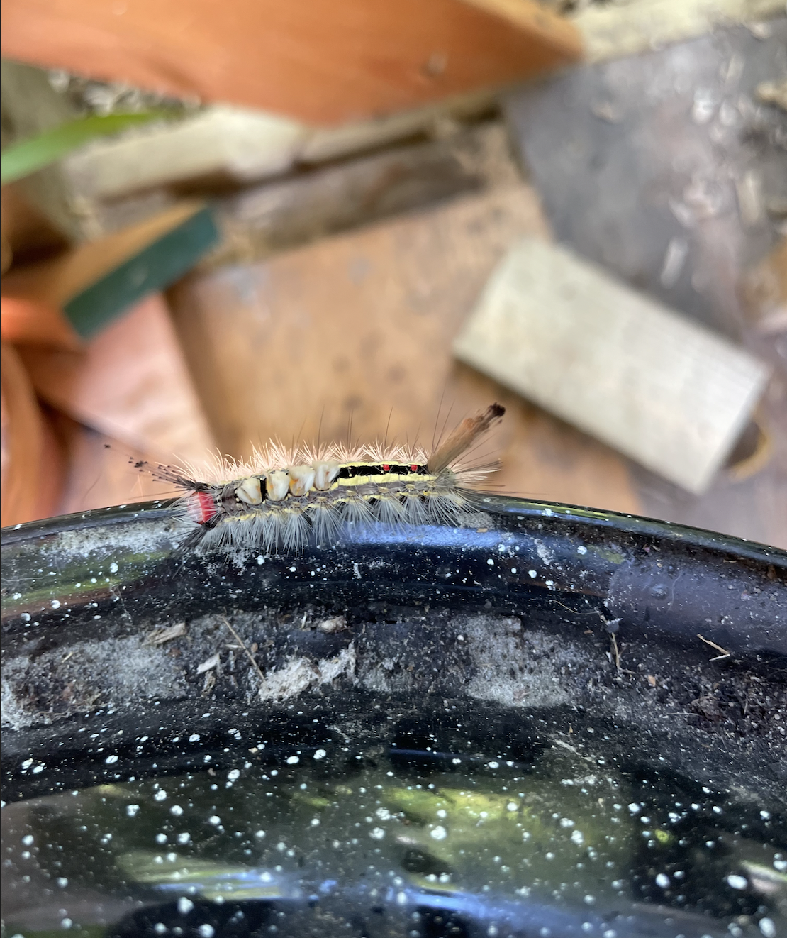 Screenshot 2025-11-01 at 5.09.20 AM.png