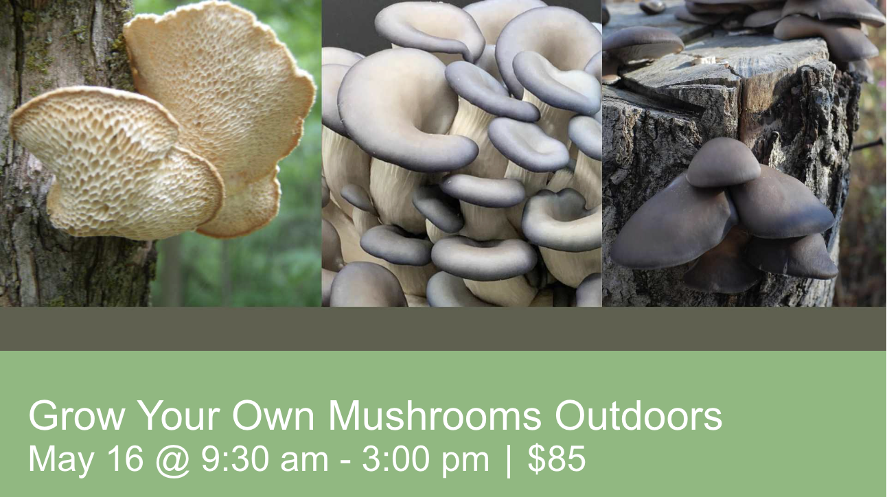 Grow Your Own Mushrooms Outdoors