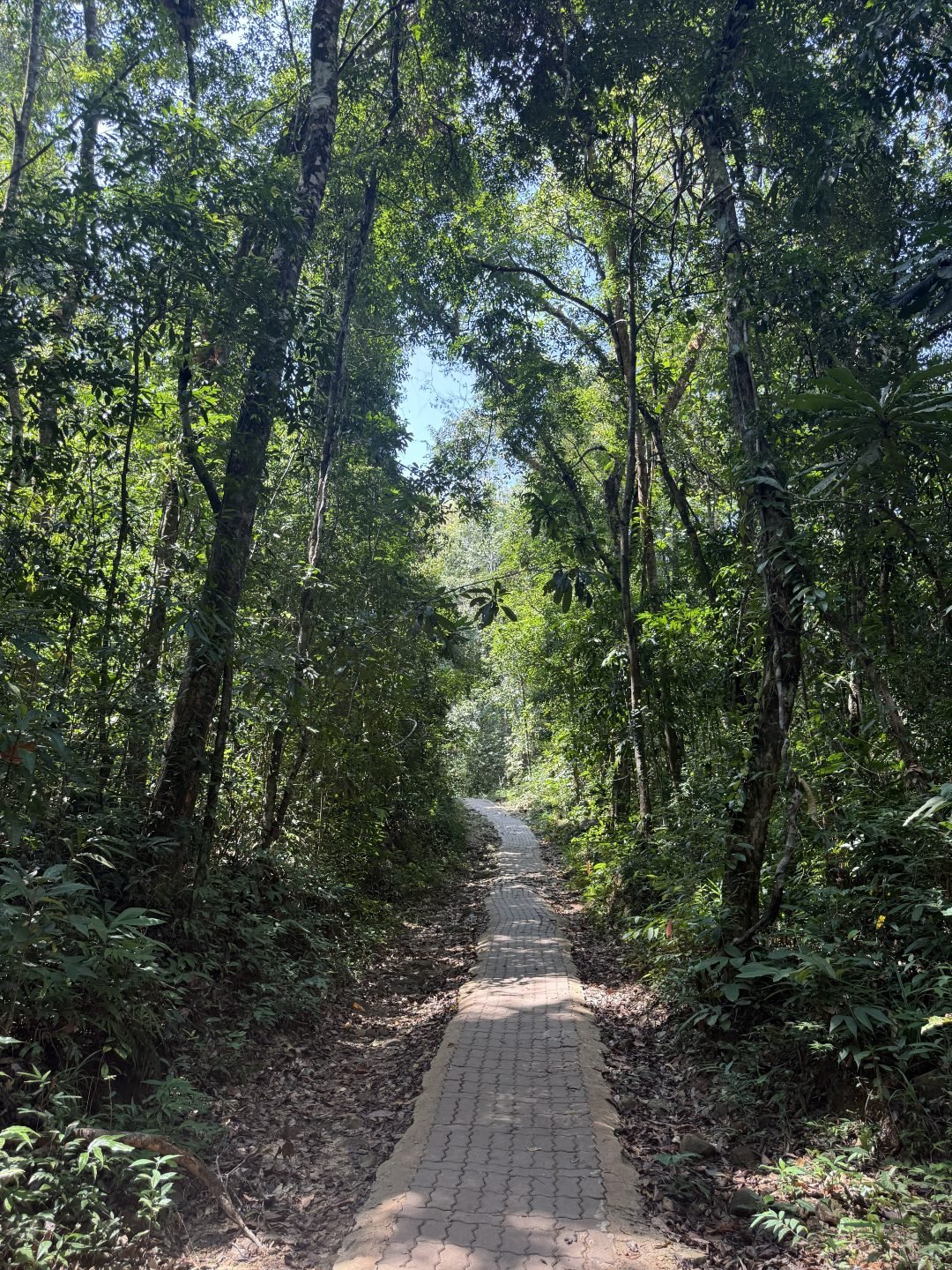 Khlong Chao Waterfall - Jungle Trail