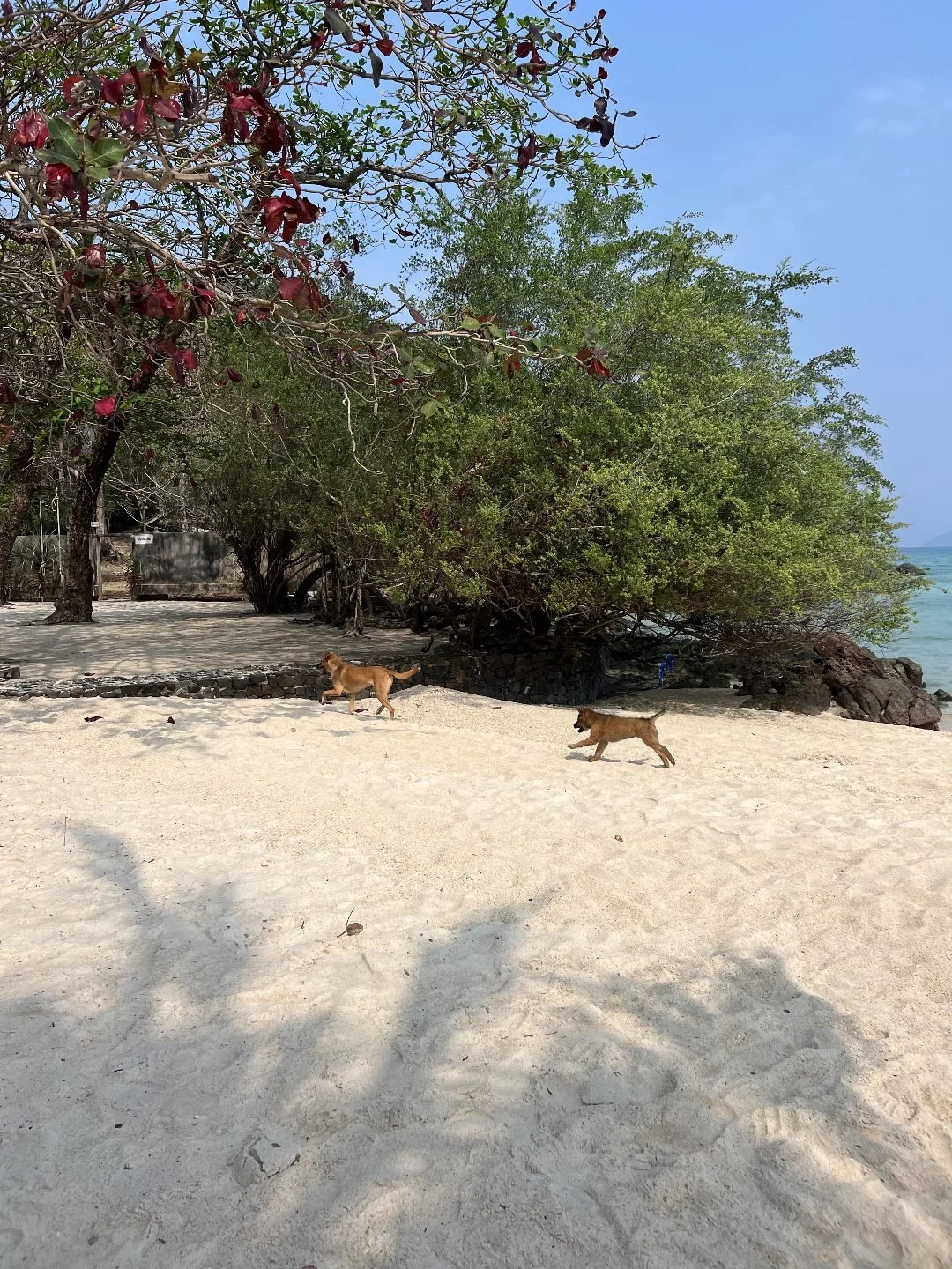 Koh Kham - Dogs