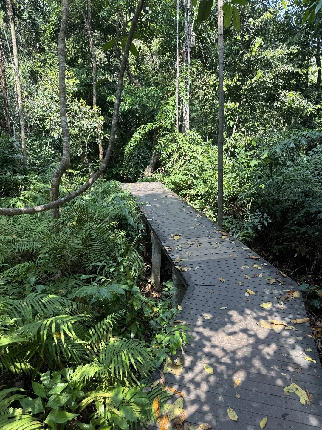 Erawan National Park - Boardwalks