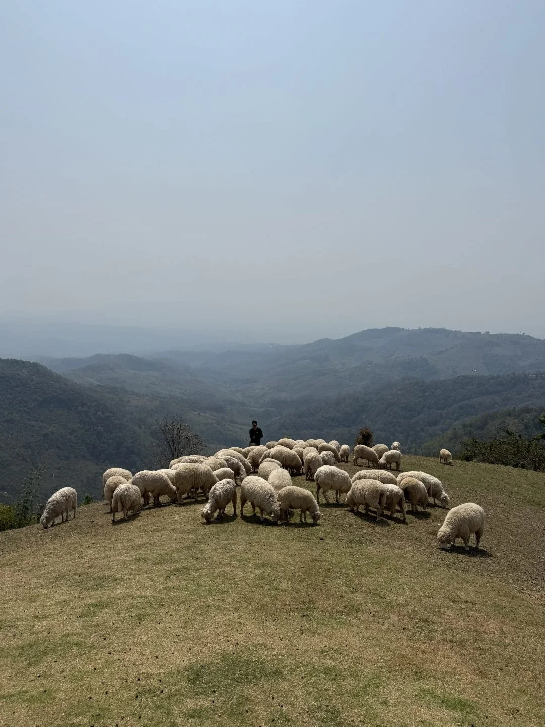 Chiang Rai - Sheep Farm