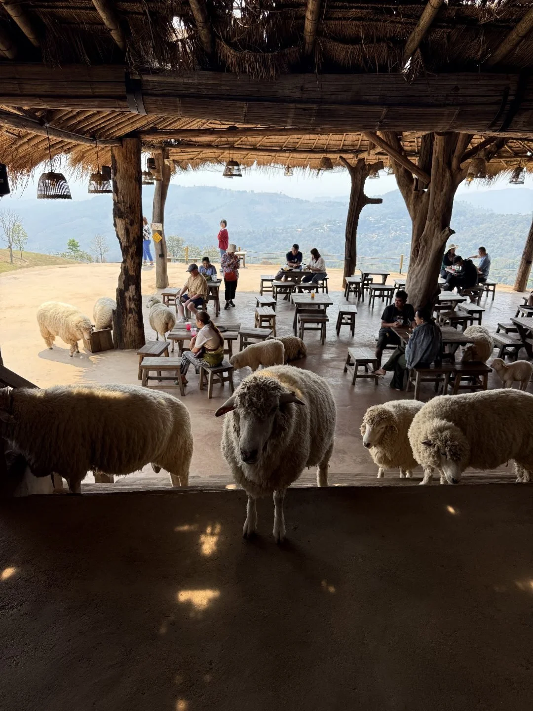 Sheep Farm in Chiang Rai