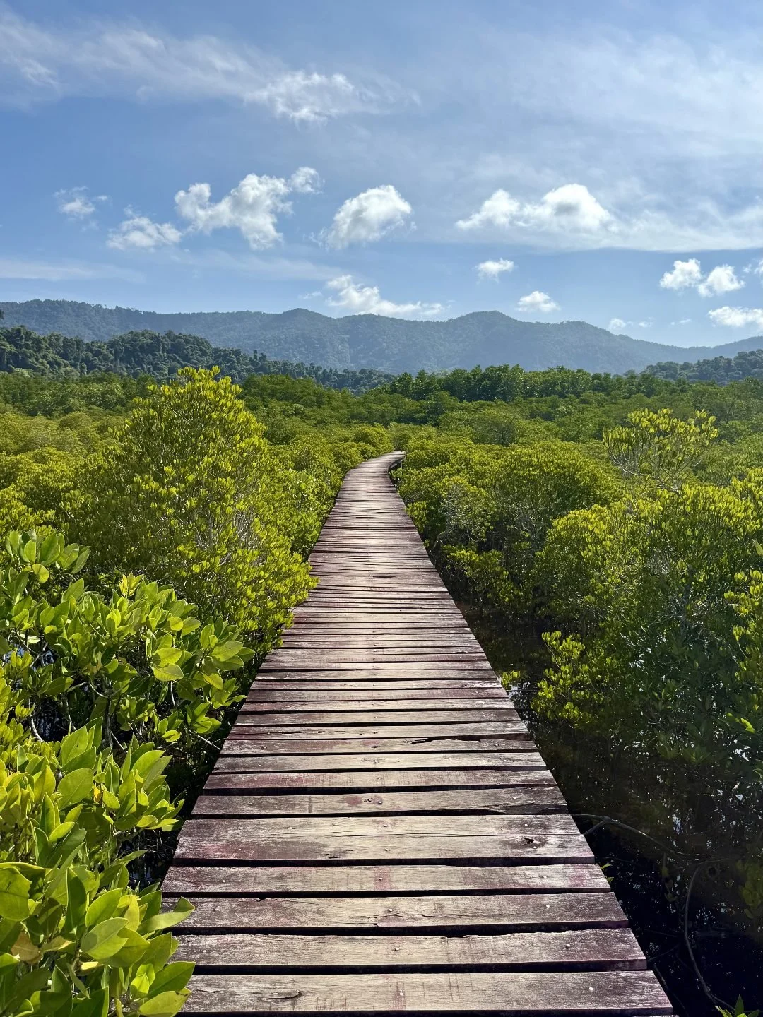 Koh Chang - Salak Phet Mangrove Forest