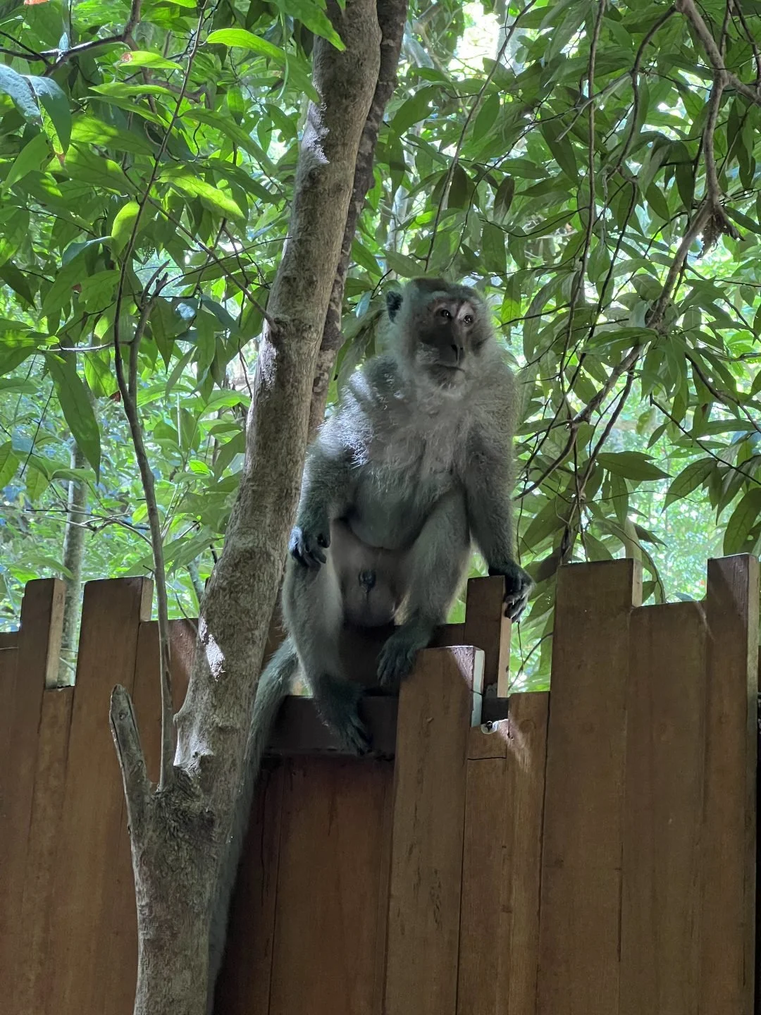 Monkeys at Railay Beach