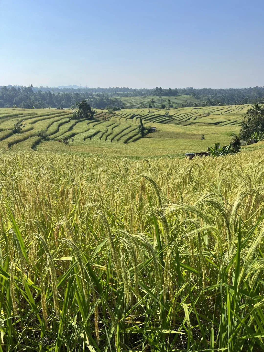 Thailand vs Bali - Rice Terraces