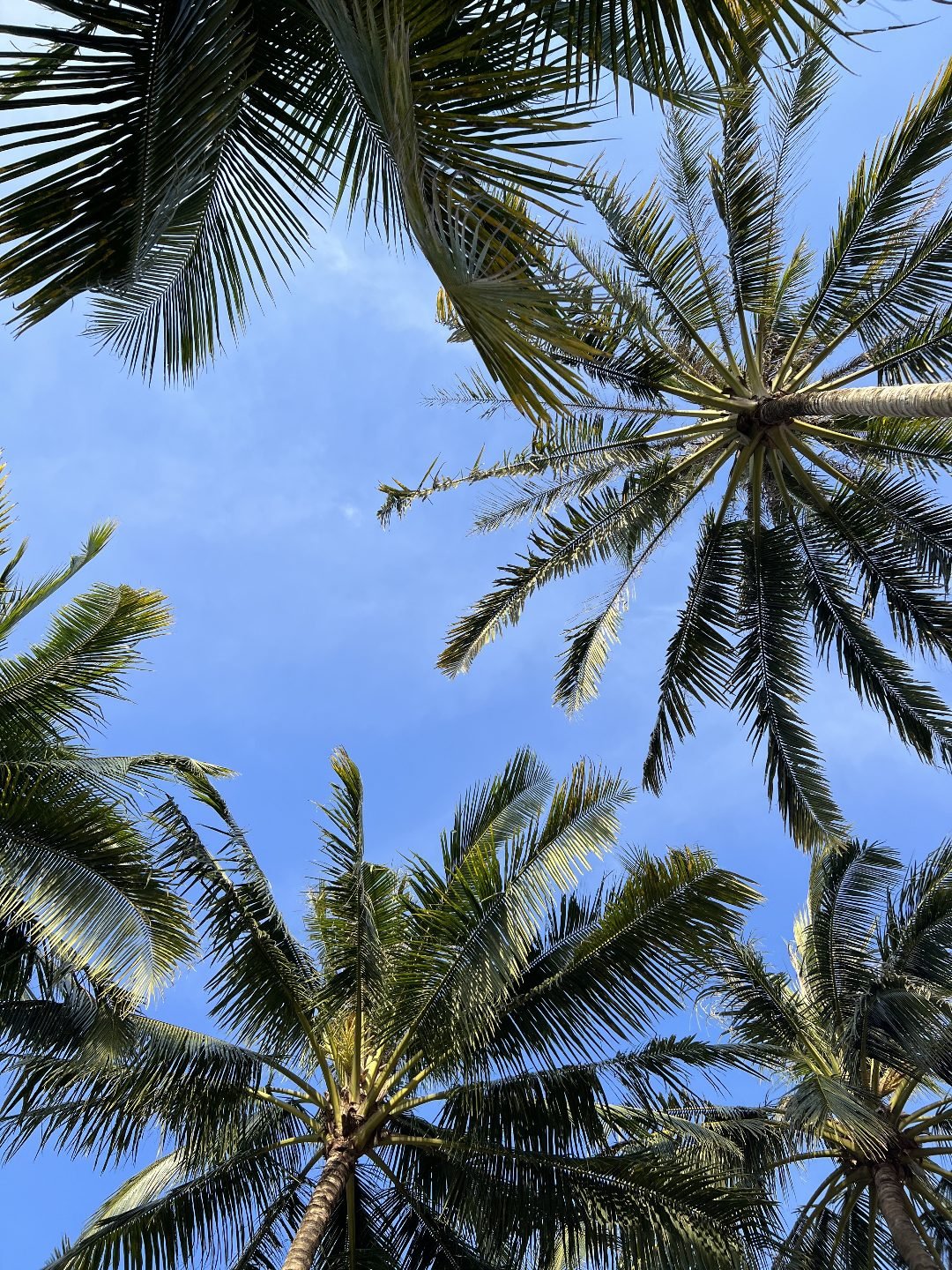 Koh Kood - Palm Trees.jpg