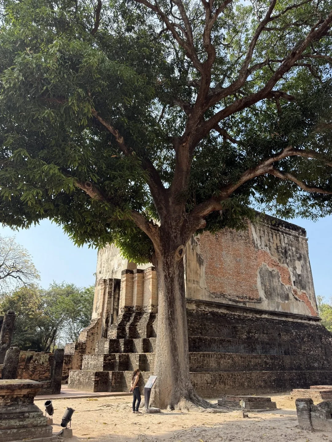Wat Si Chum - Mango Tree