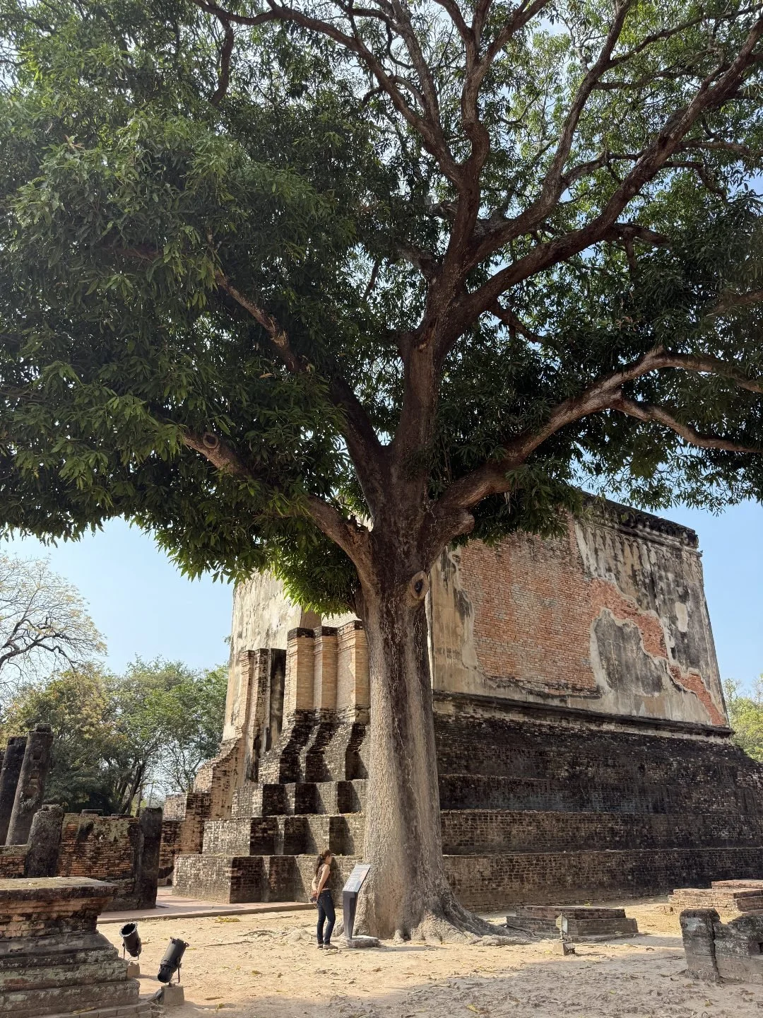 Mango Tree at Wat Si Chum
