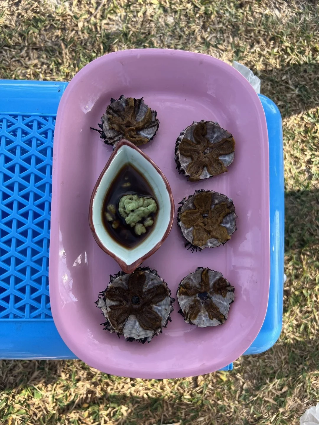 Koh Kood - Sea Urchins.jpg