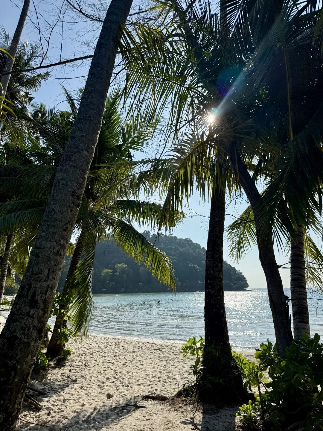 Bang Bao Beach - Palm Trees