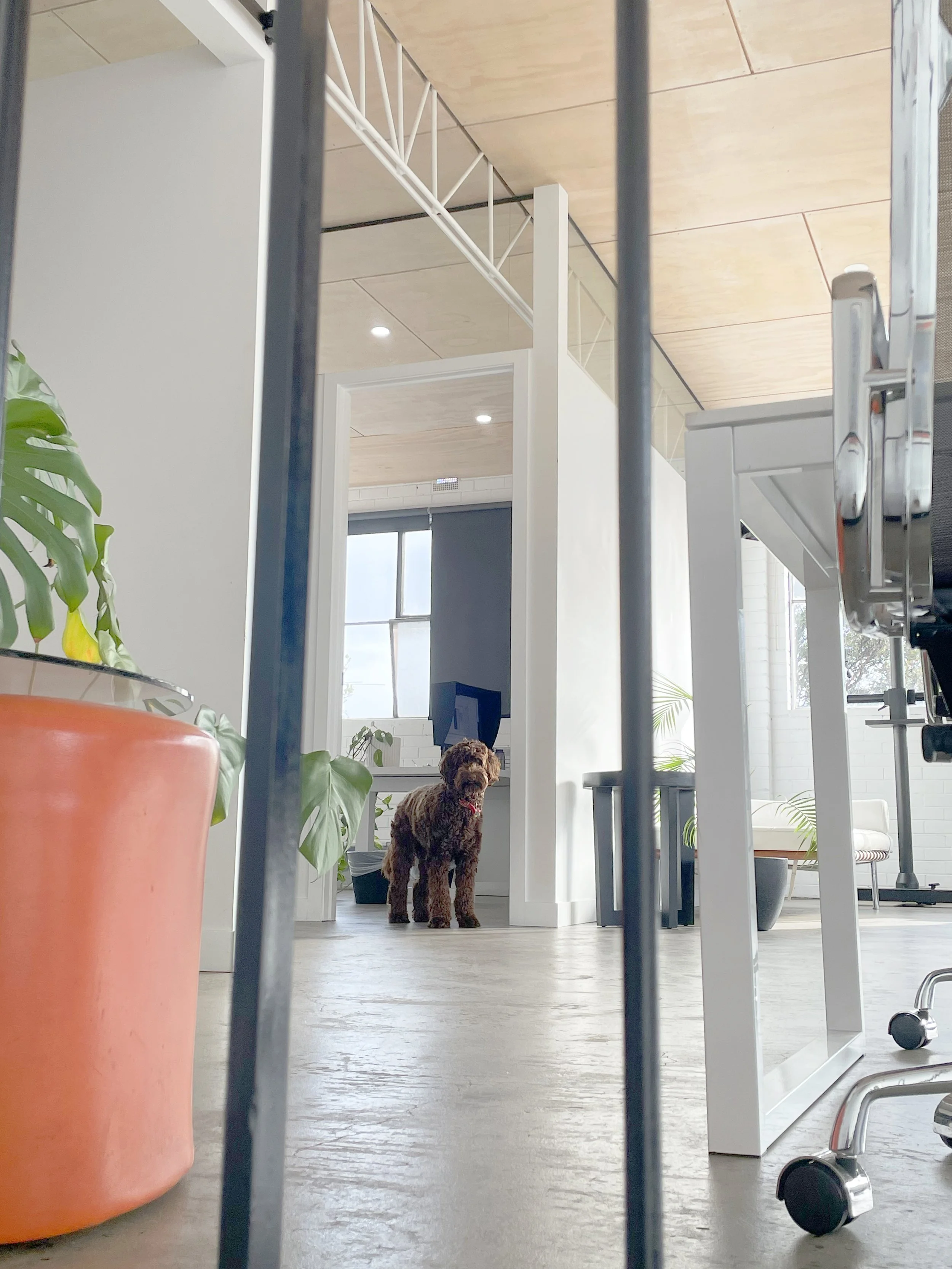 A brown curly-haired dog standing in a modern, well-lit room with plants and office furniture, viewed from behind black bars.
