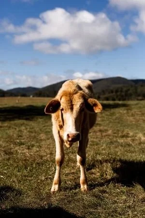 078.yabbaloumba.jpeg