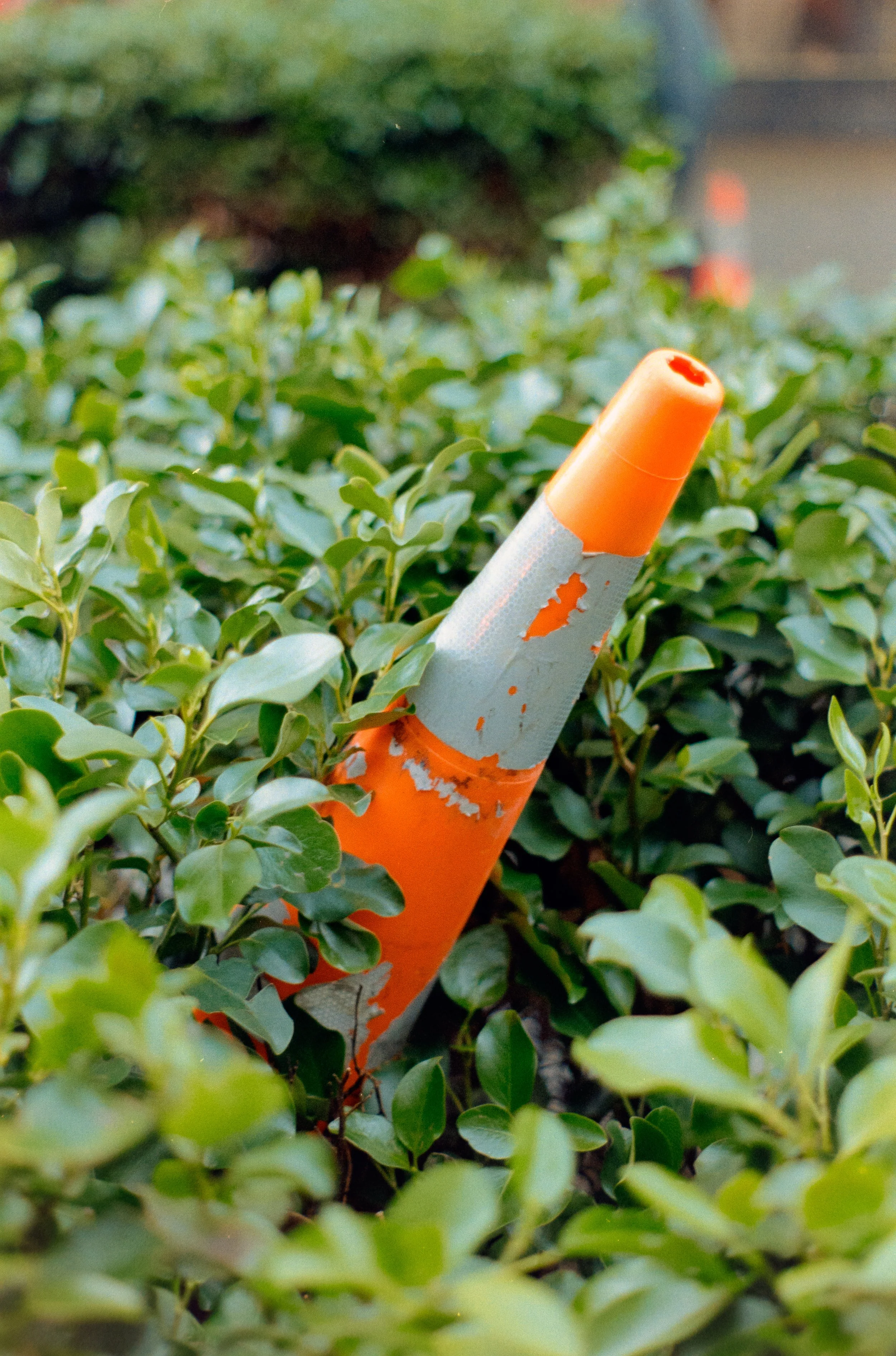 A discarded orange traffic cone partially covered by green bushes.